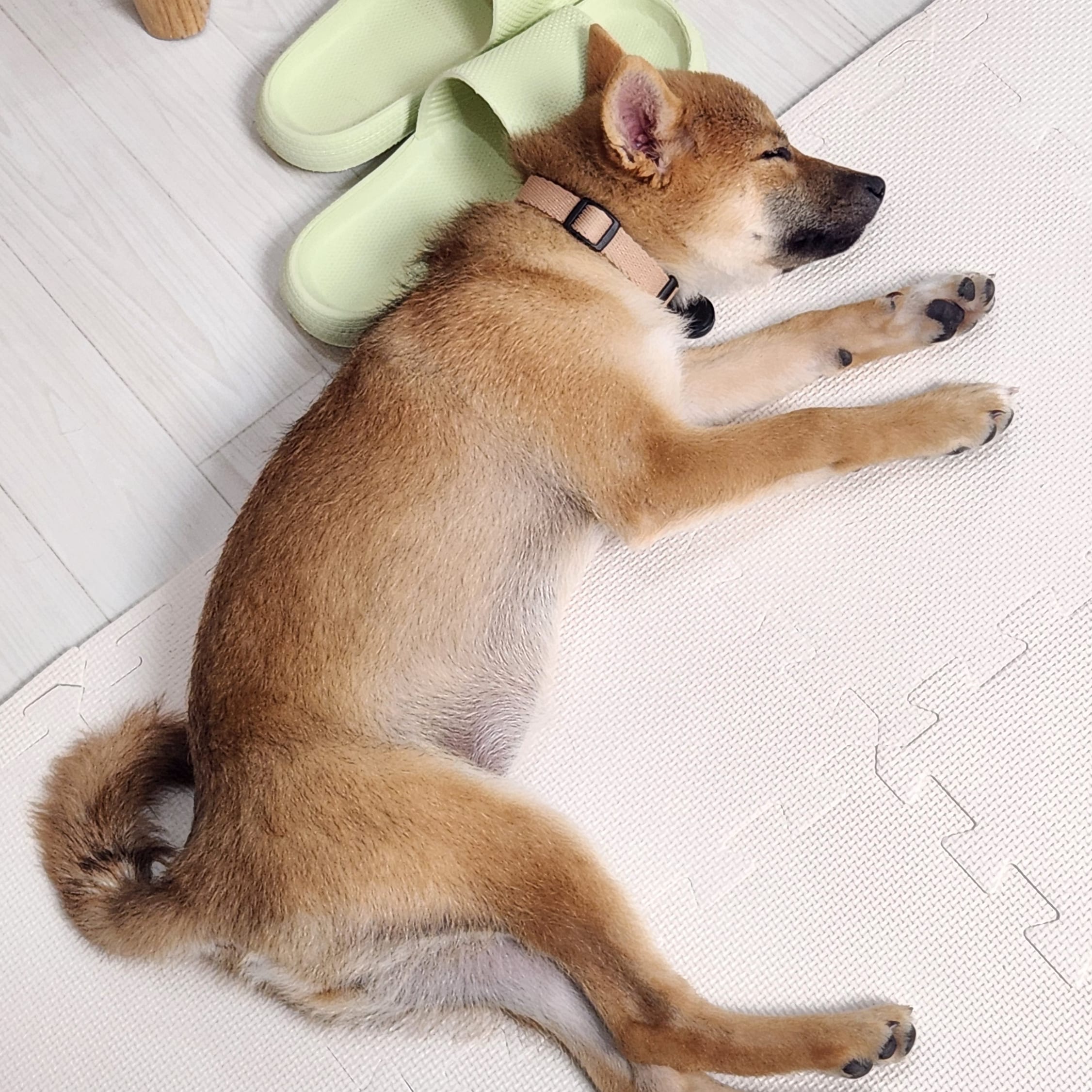 순덕이(쫄이 자견 쫄희) 입양 일주일 후기입니다:) 잘 지내고 있어요!