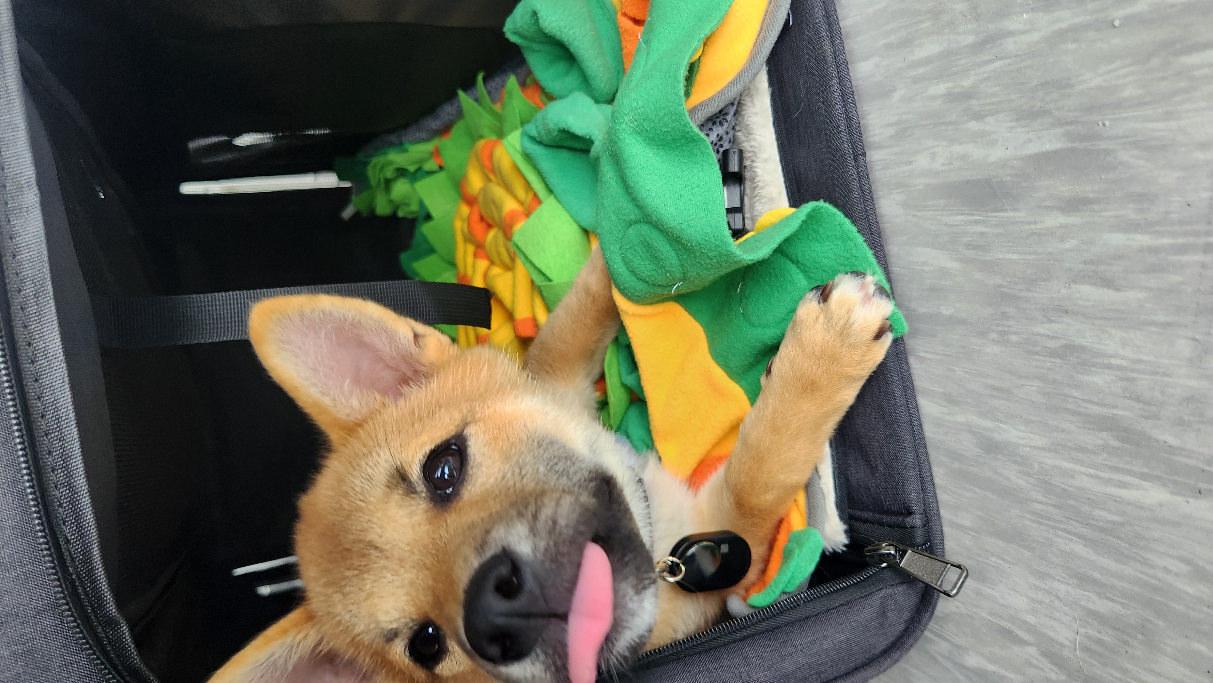 순덕이(쫄이 자견 쫄희) 입양 일주일 후기입니다:) 잘 지내고 있어요!