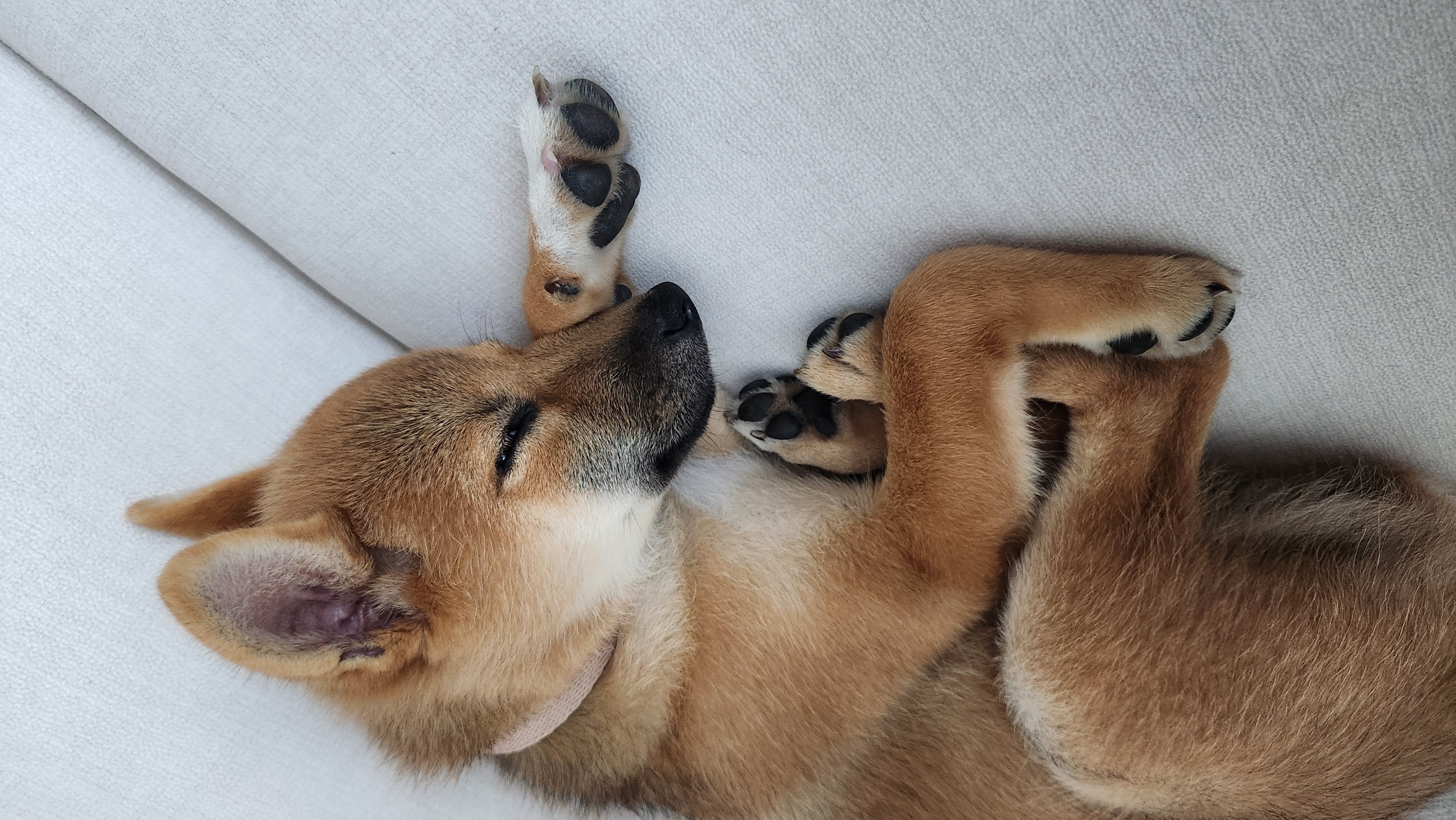 순덕이(쫄이 자견 쫄희) 입양 일주일 후기입니다:) 잘 지내고 있어요!