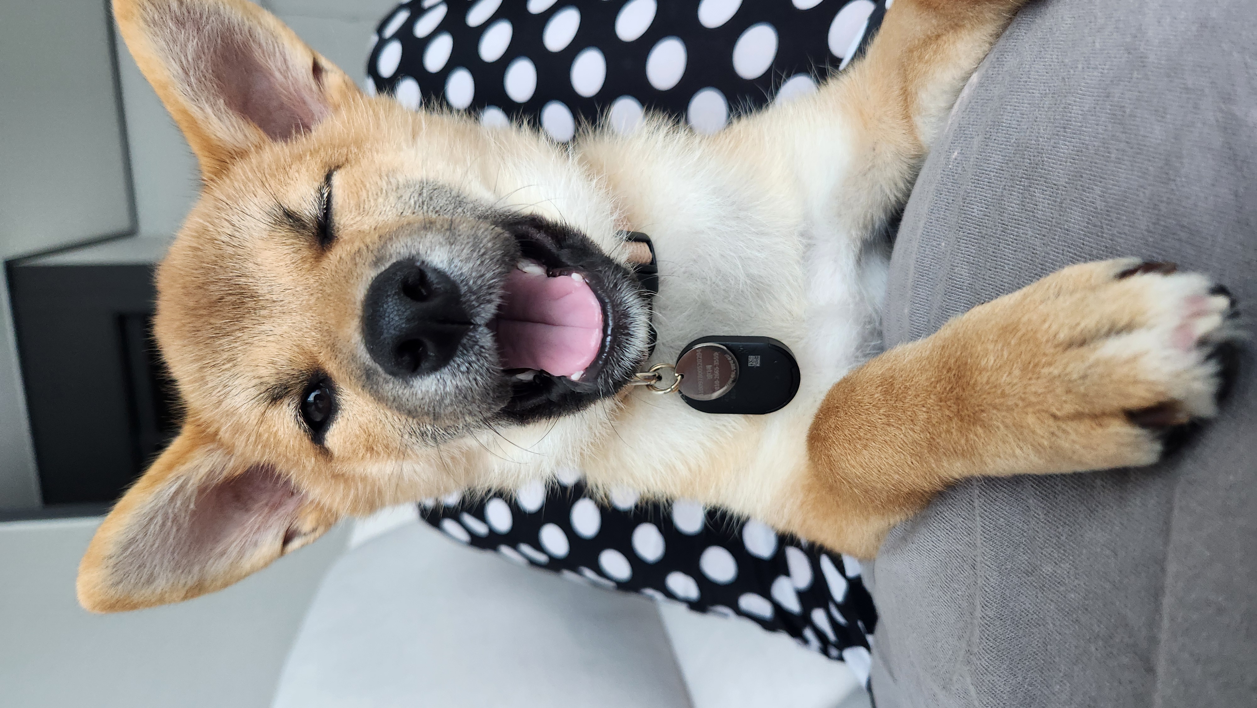 순덕이(쫄이 자견 쫄희) 입양 일주일 후기입니다:) 잘 지내고 있어요!