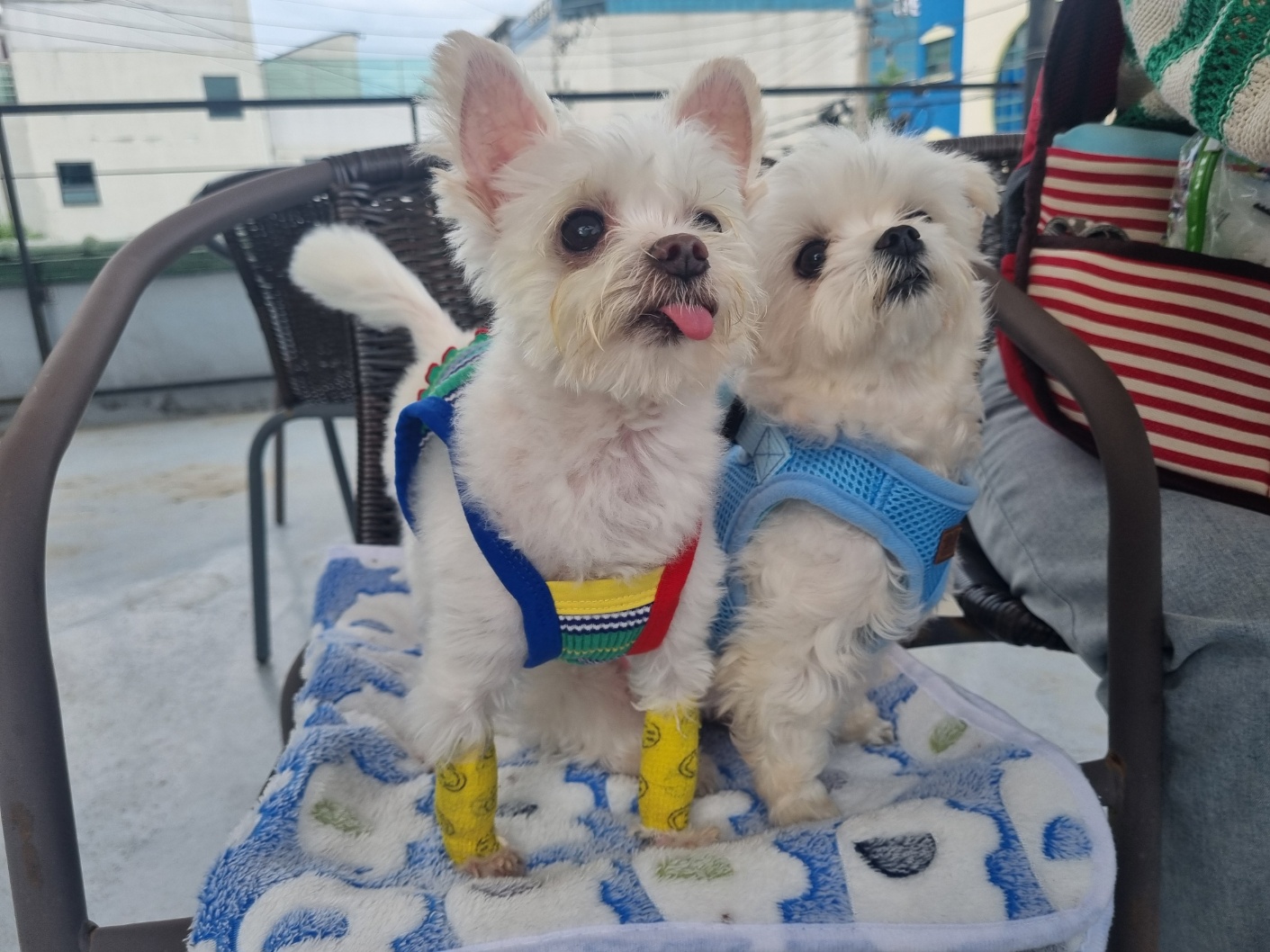 꾸미(익준이)와 함께한 지 1년❤️