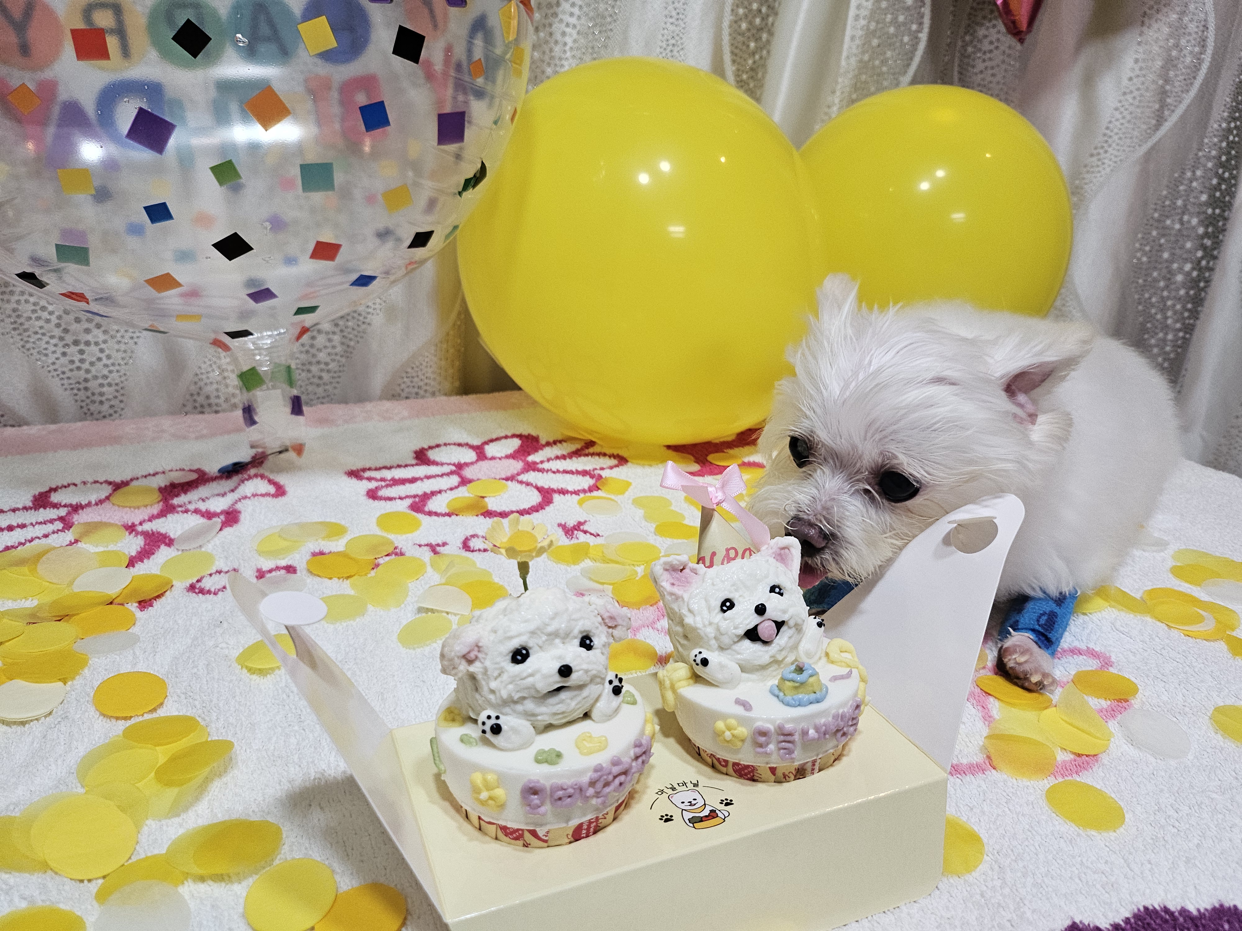 꾸미(익준이)와 함께한 지 1년❤️