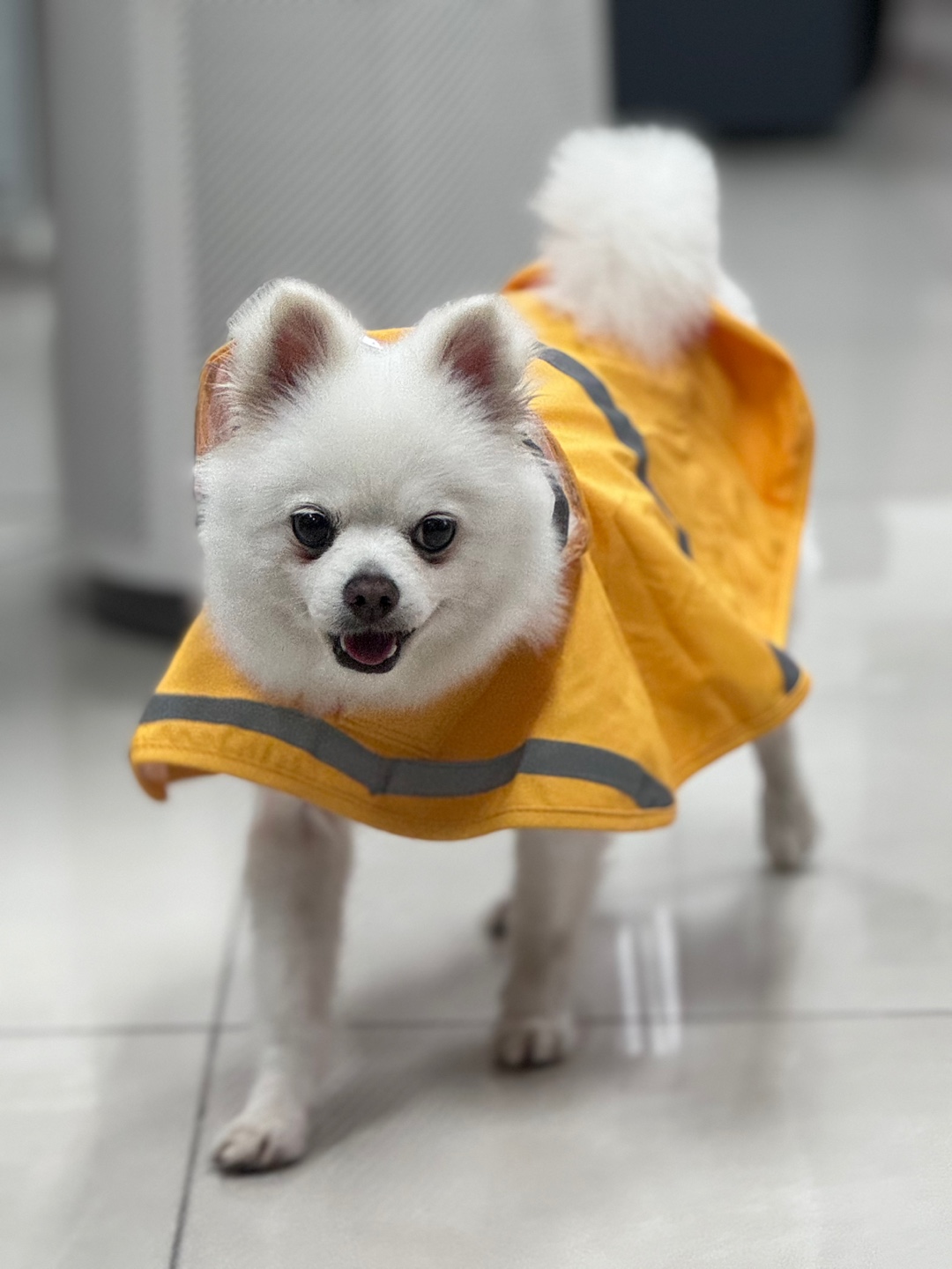 안녕하세요.  저 햇살(뽀동)이예요