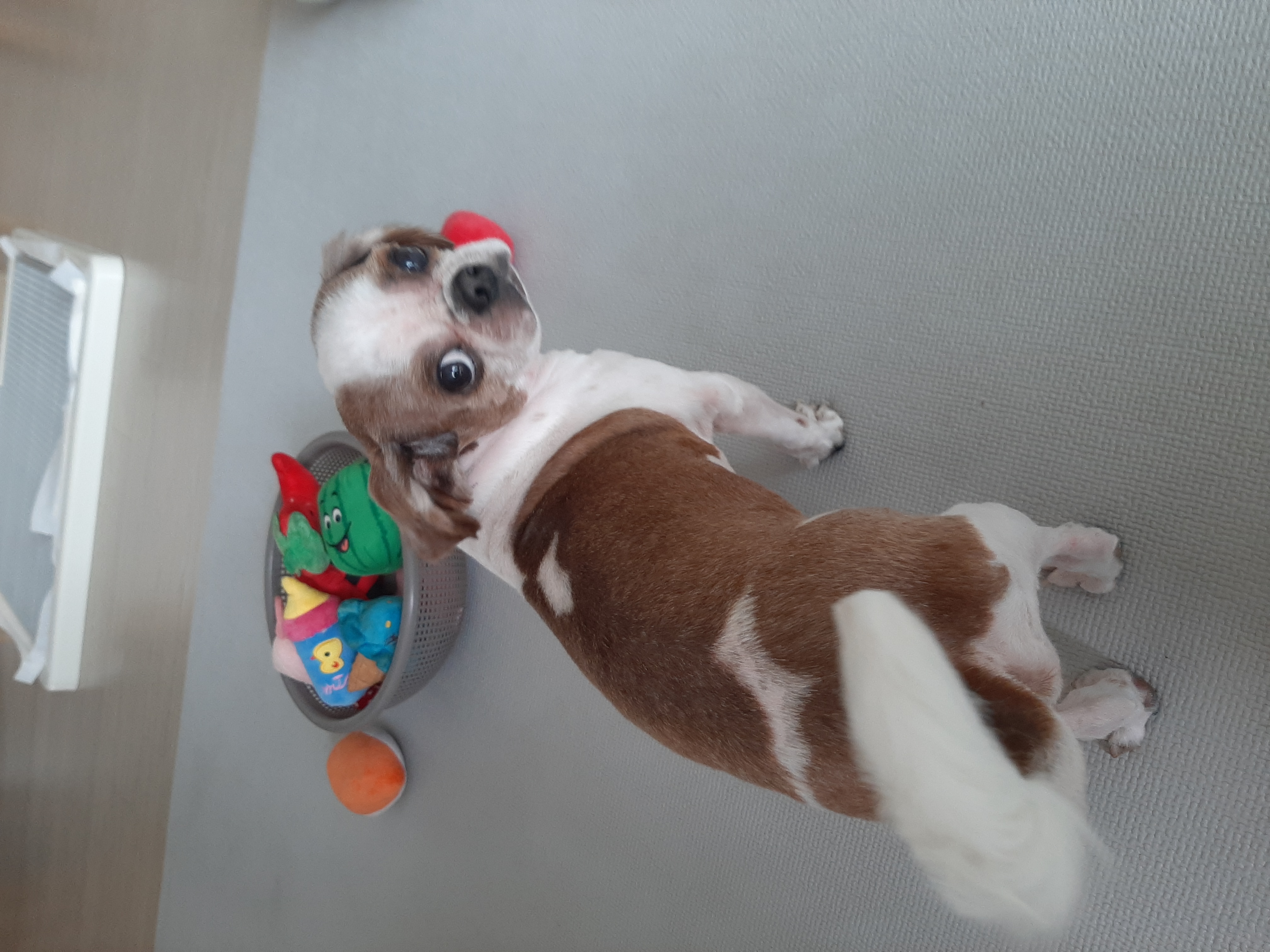 뽀야