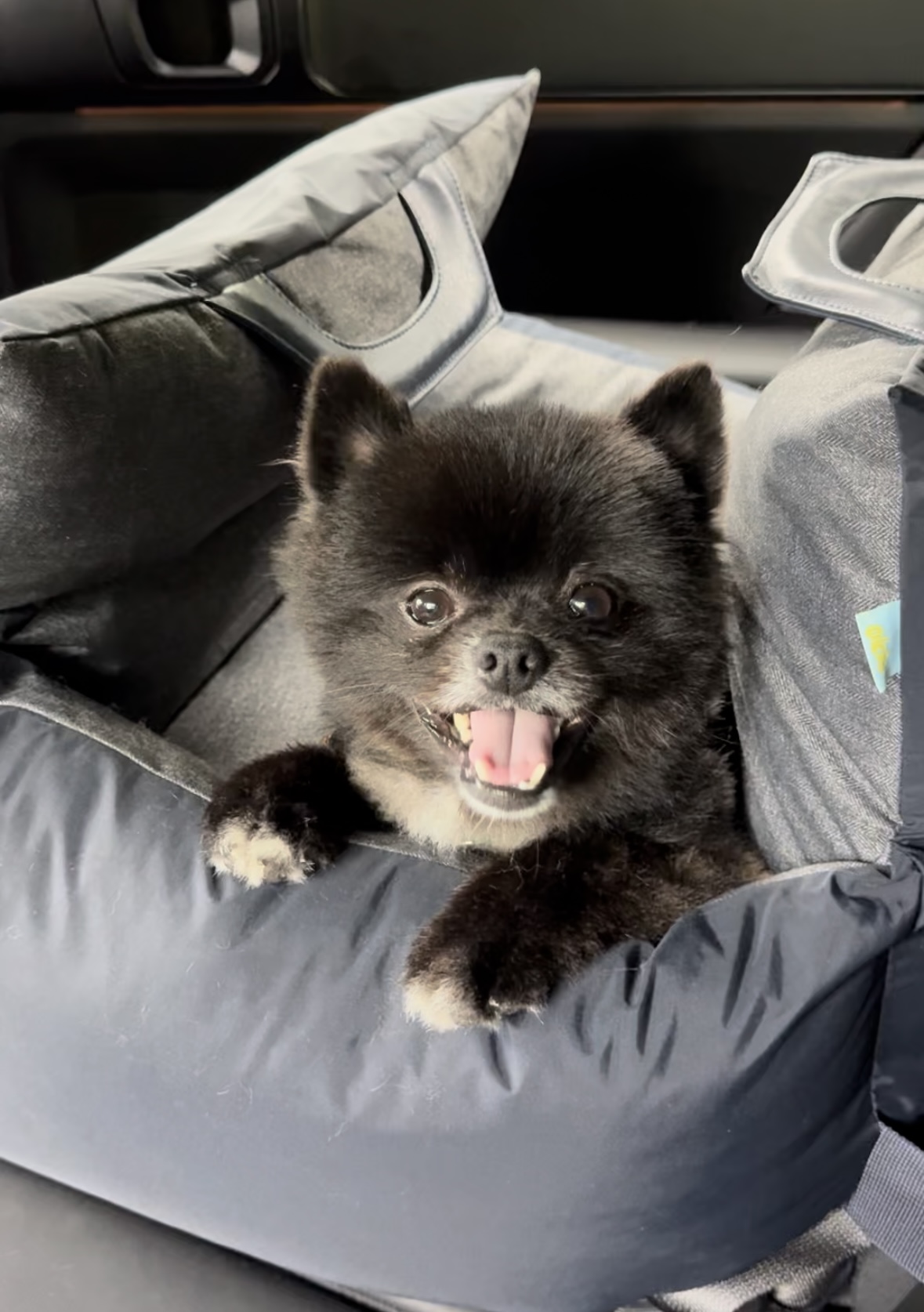 반곰이(현: 레오) 입양전제 임시보호 3개월 후기