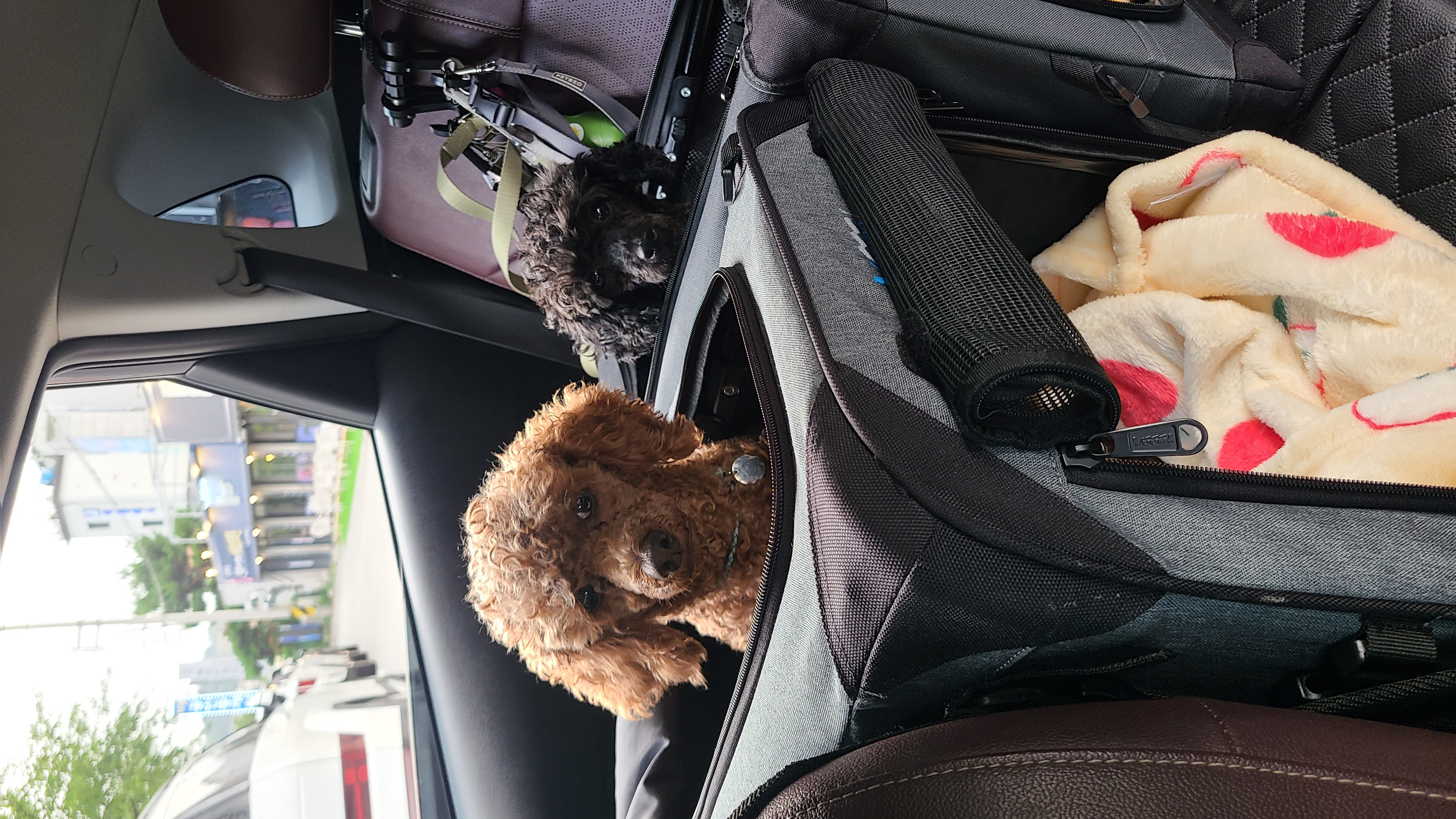 흑단(구 까푸) 석달