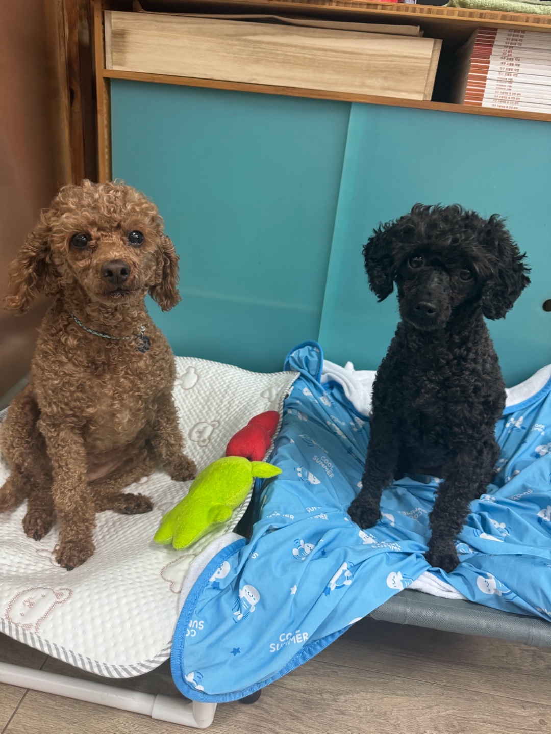 흑단(구 까푸) 석달