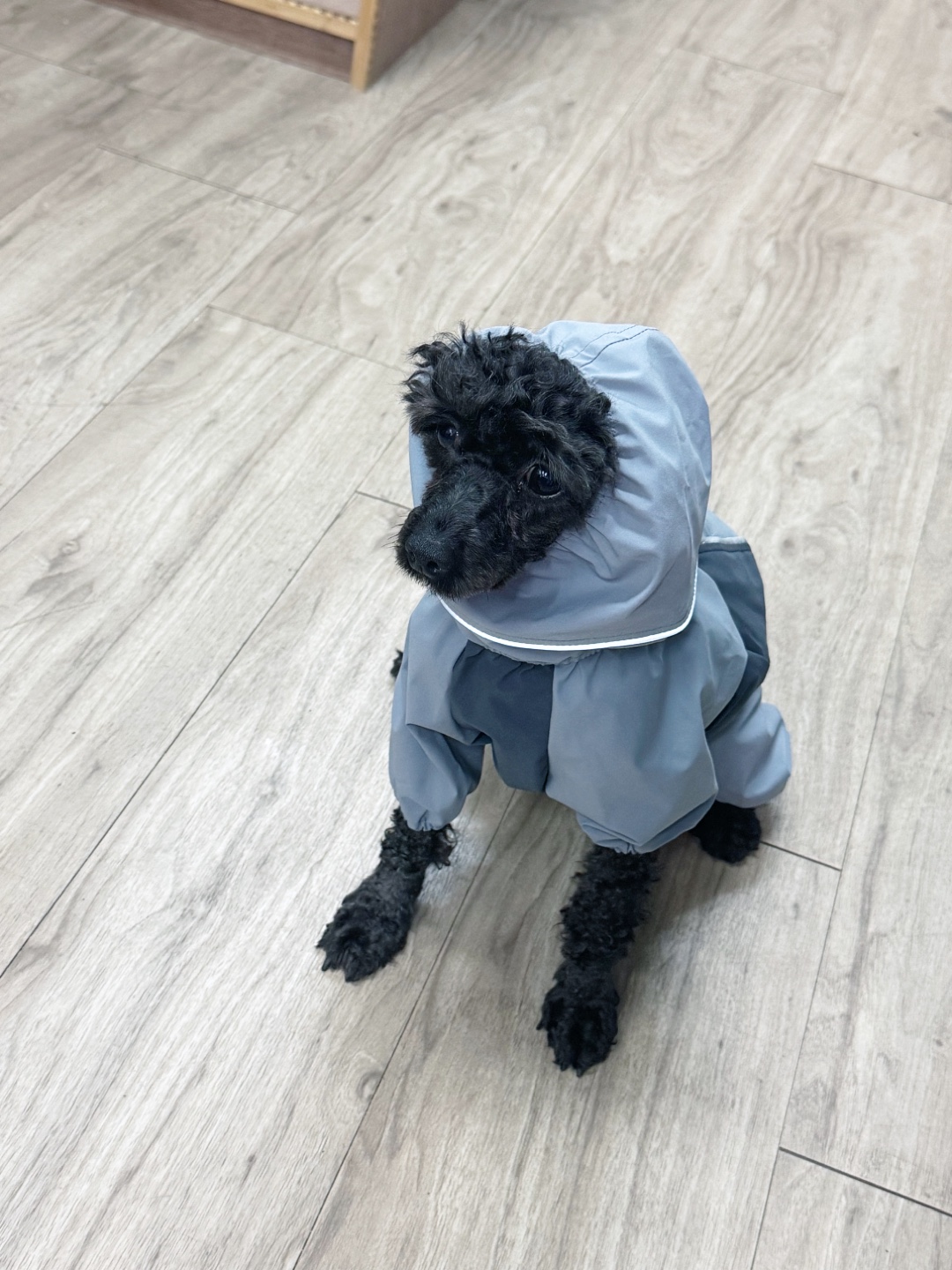 흑단(구 까푸) 석달