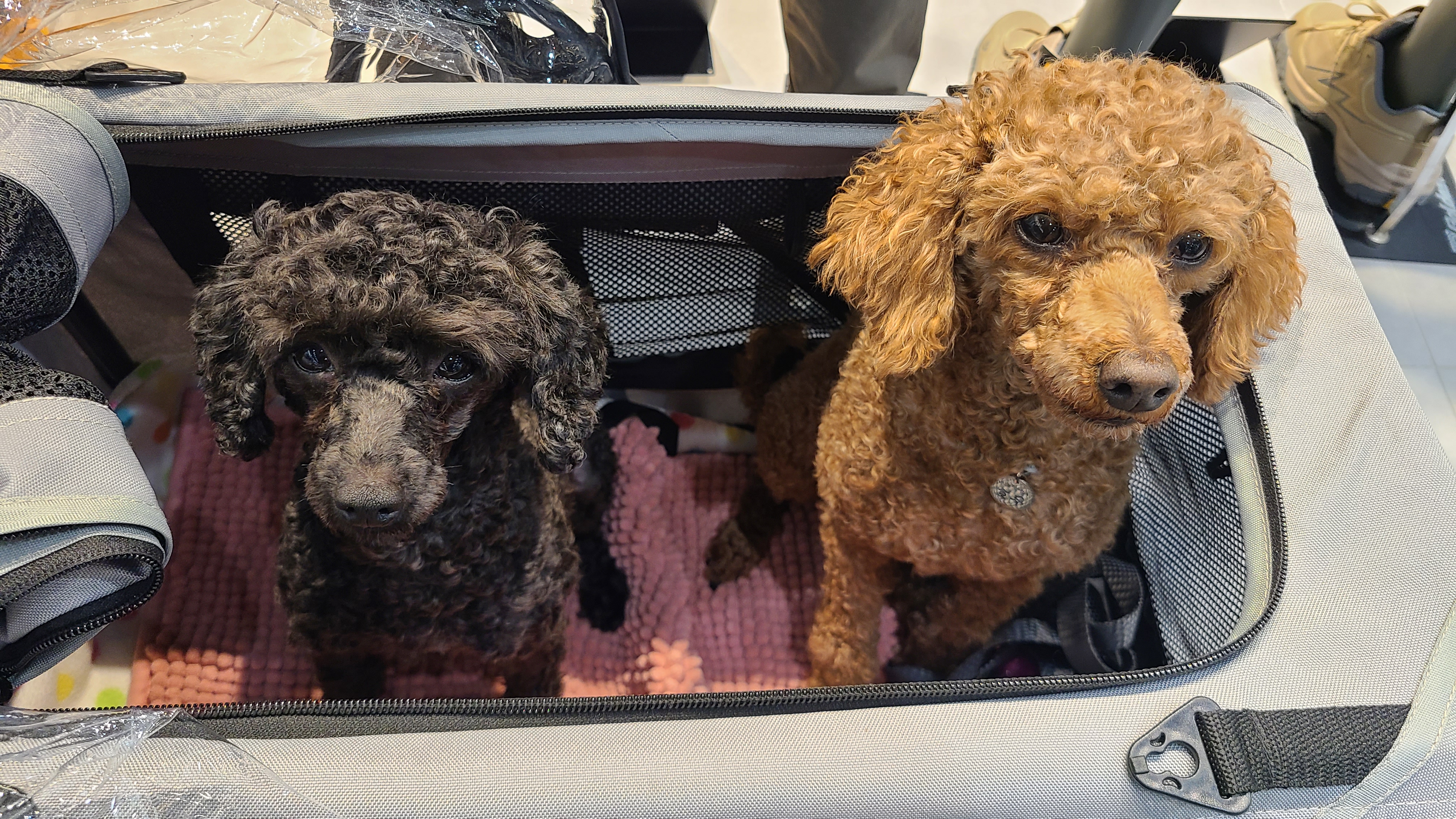 흑단(구 까푸) 석달