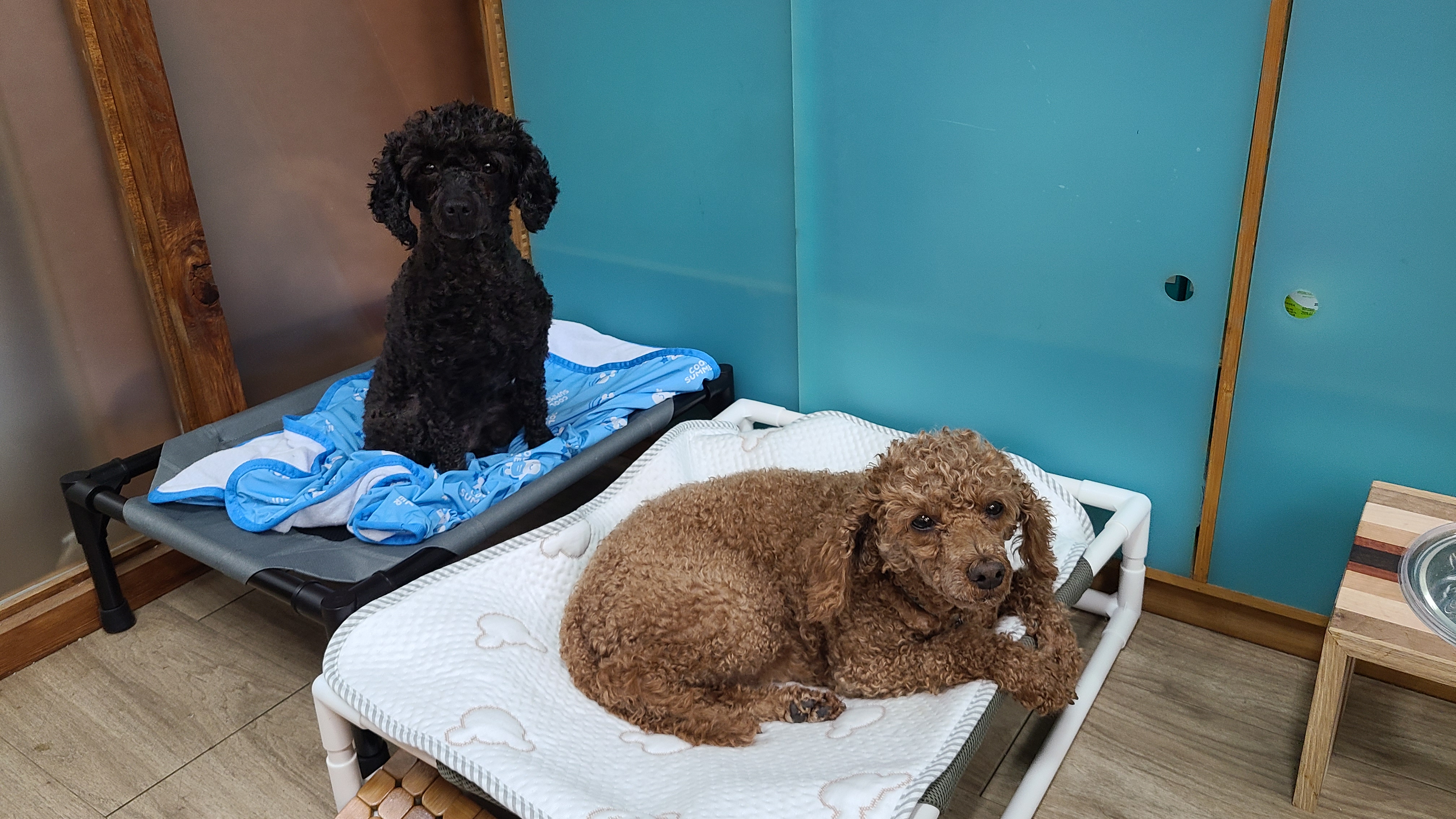 흑단(구 까푸) 석달