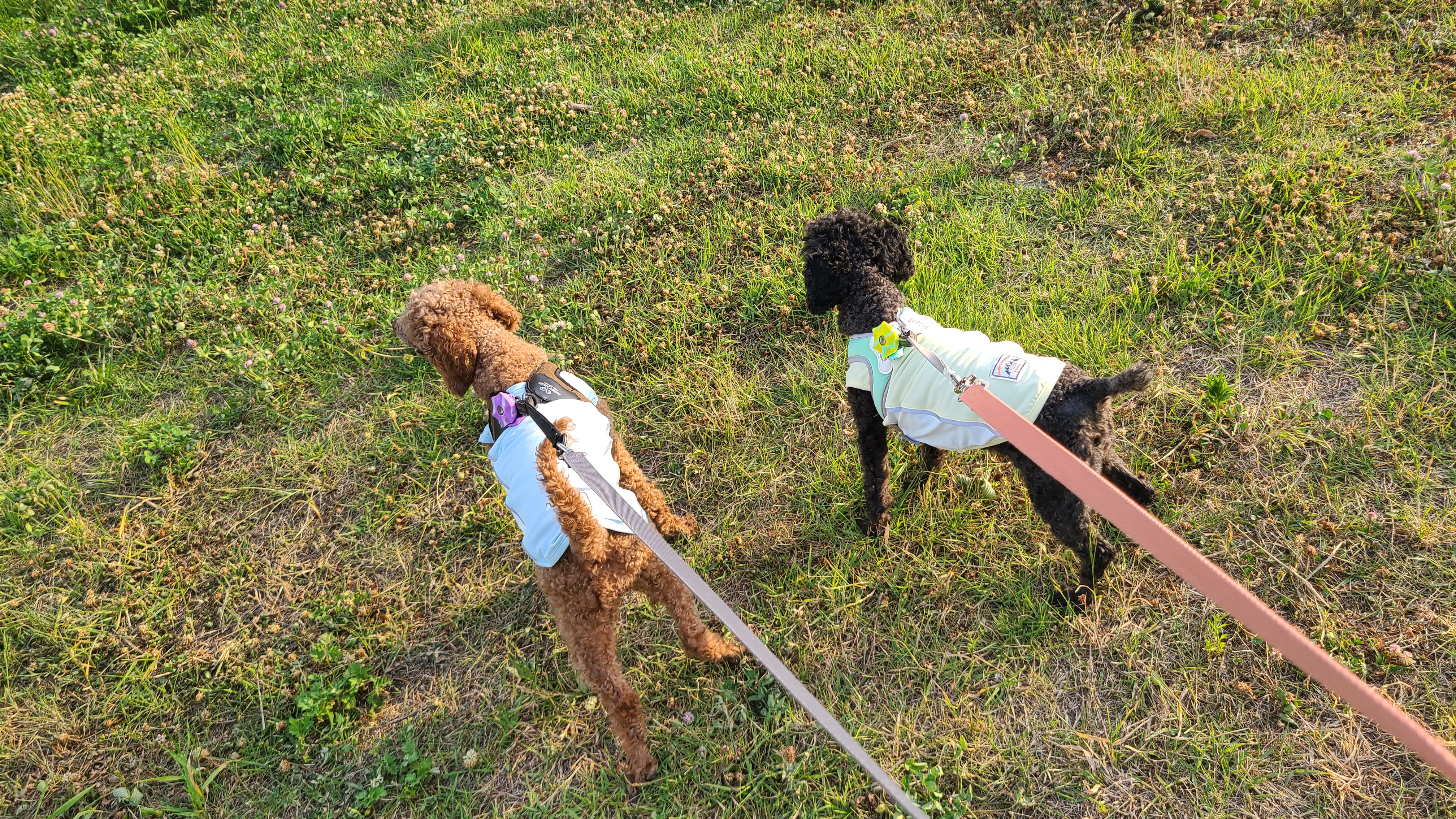 흑단(구 까푸) 석달