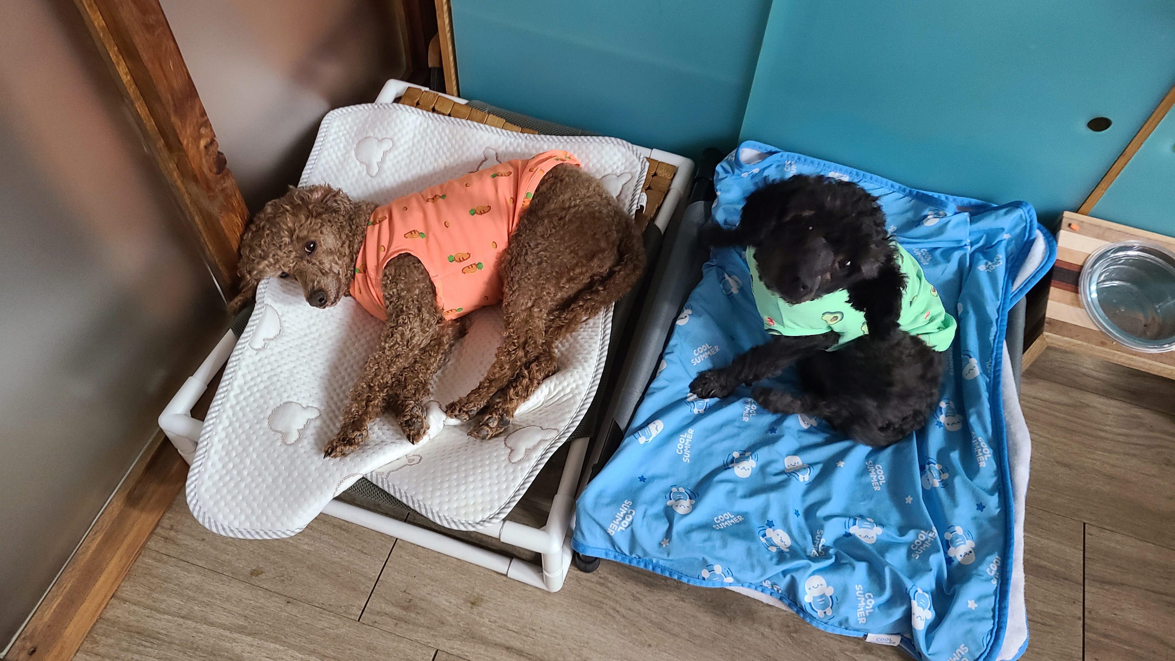 흑단(구 까푸) 석달