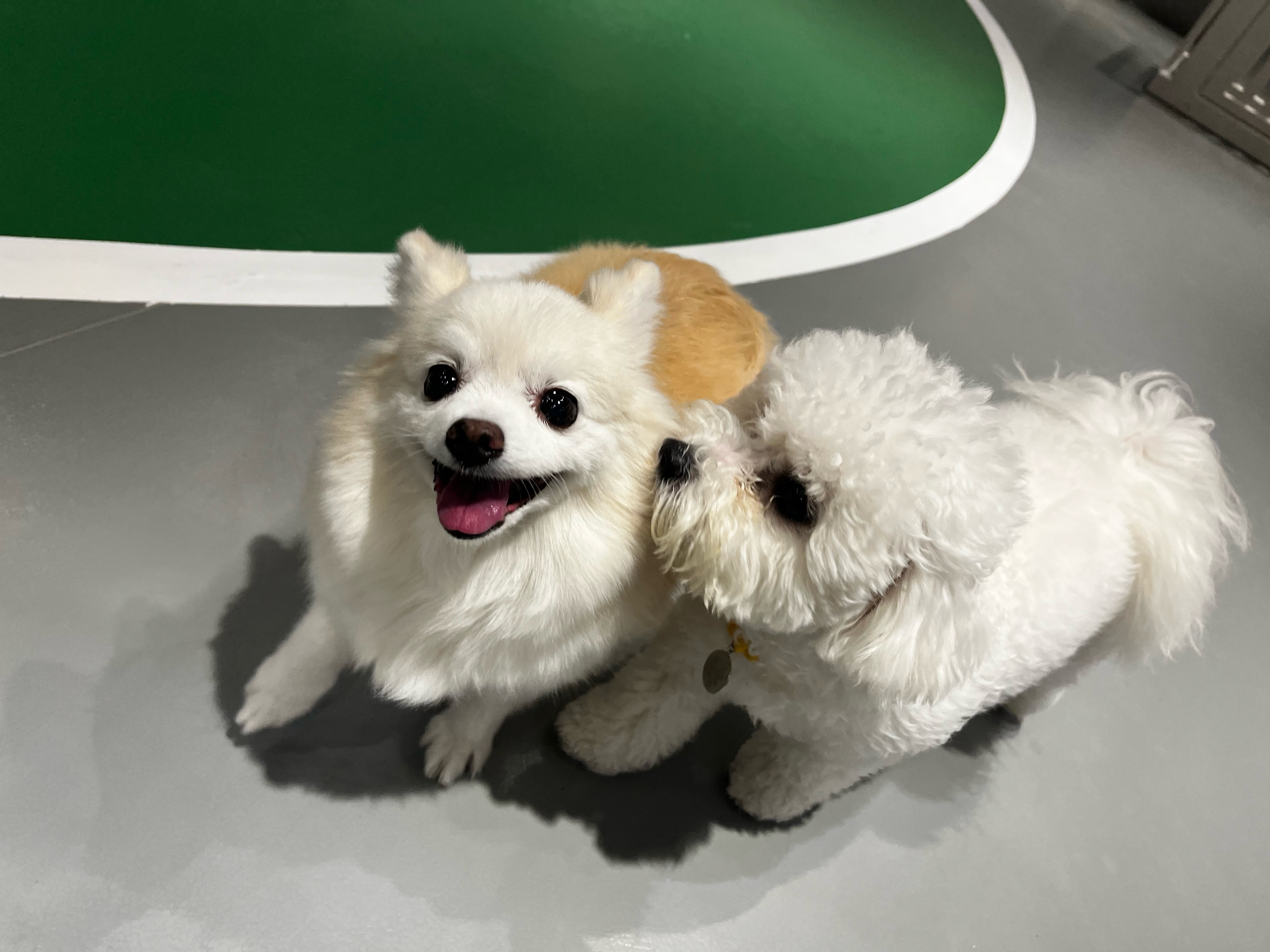 뽀노 잘지내고 있어요 :)