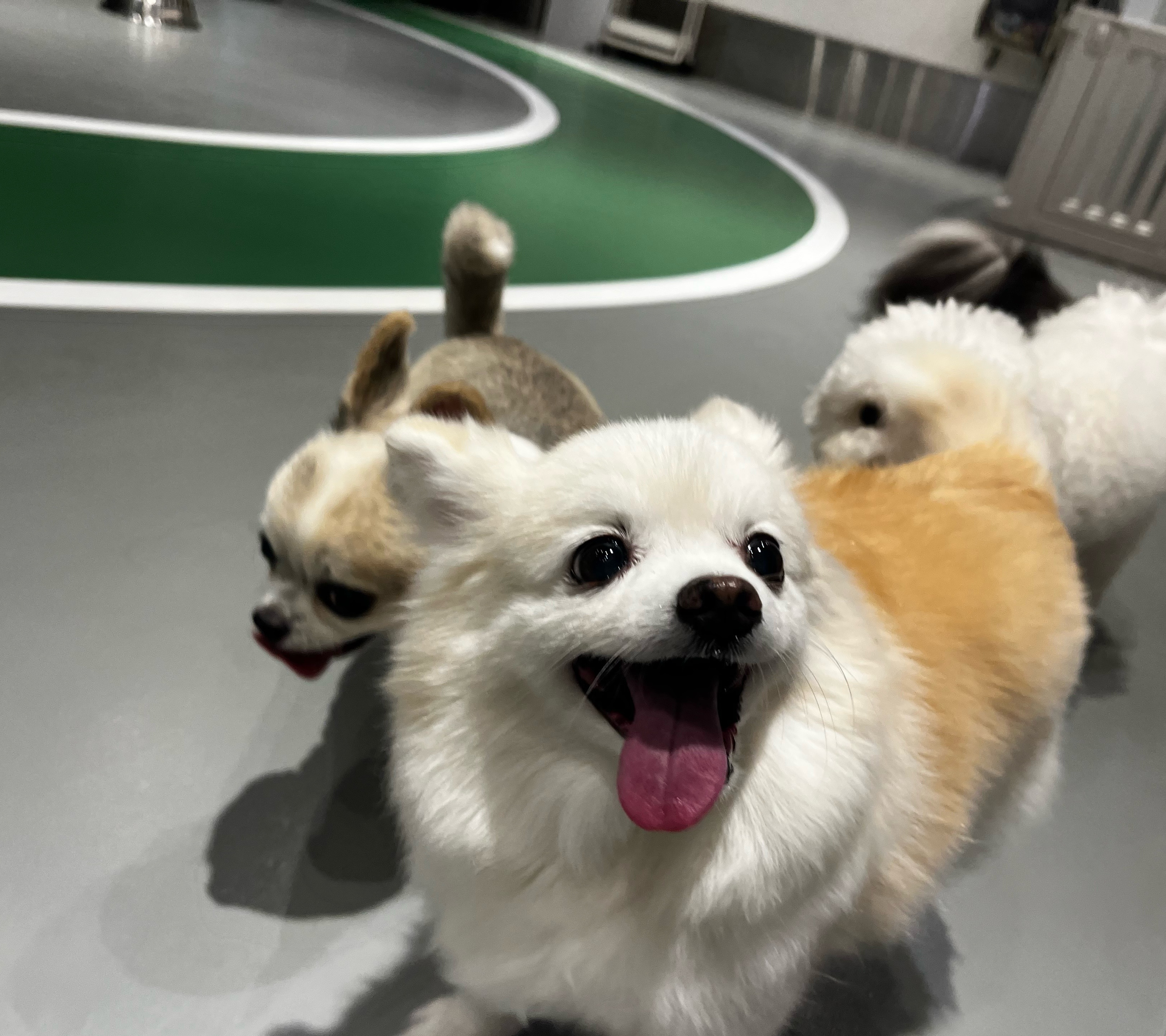 뽀노 잘지내고 있어요 :)