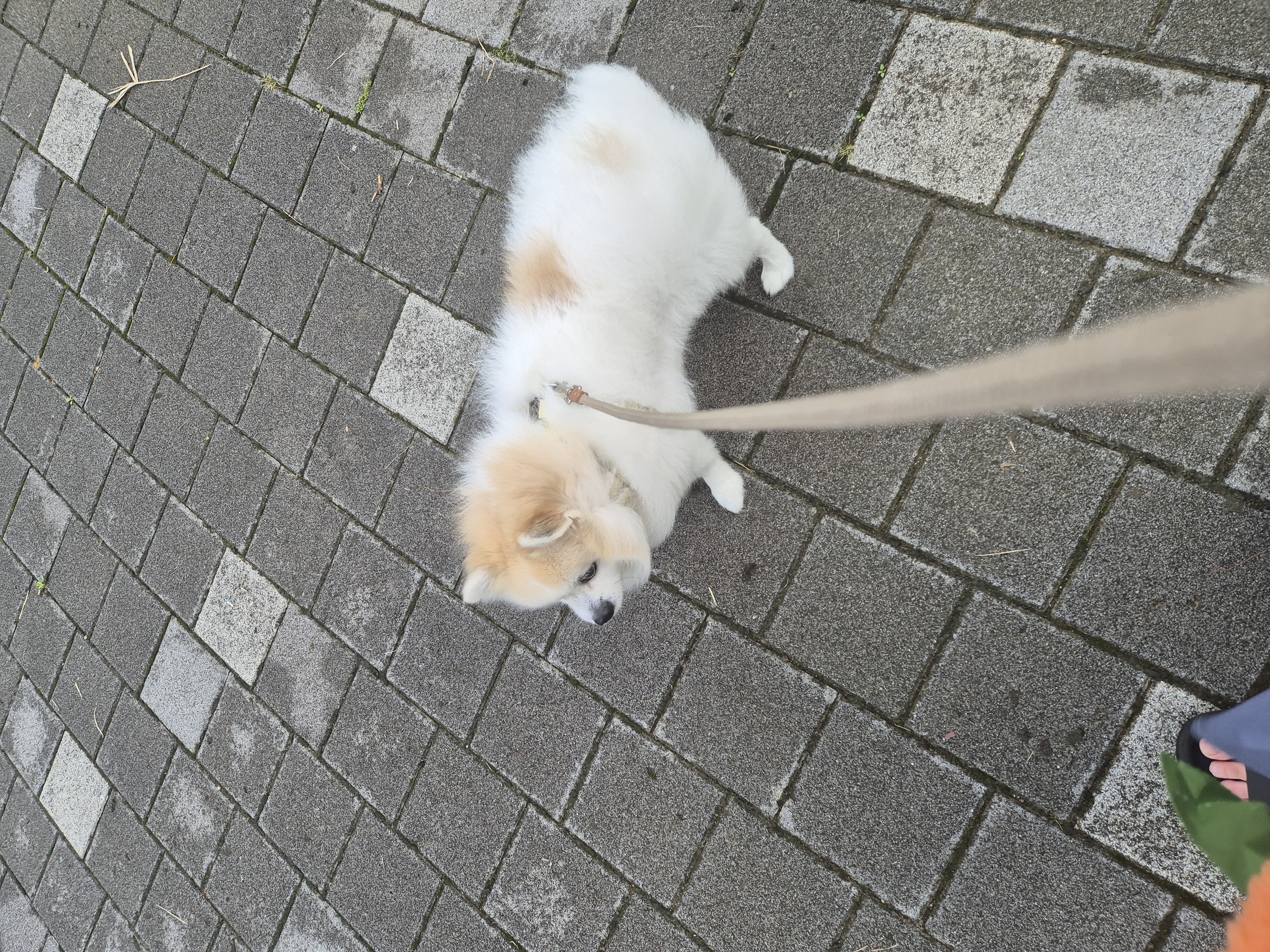 뽀또의 일상~(마일이)