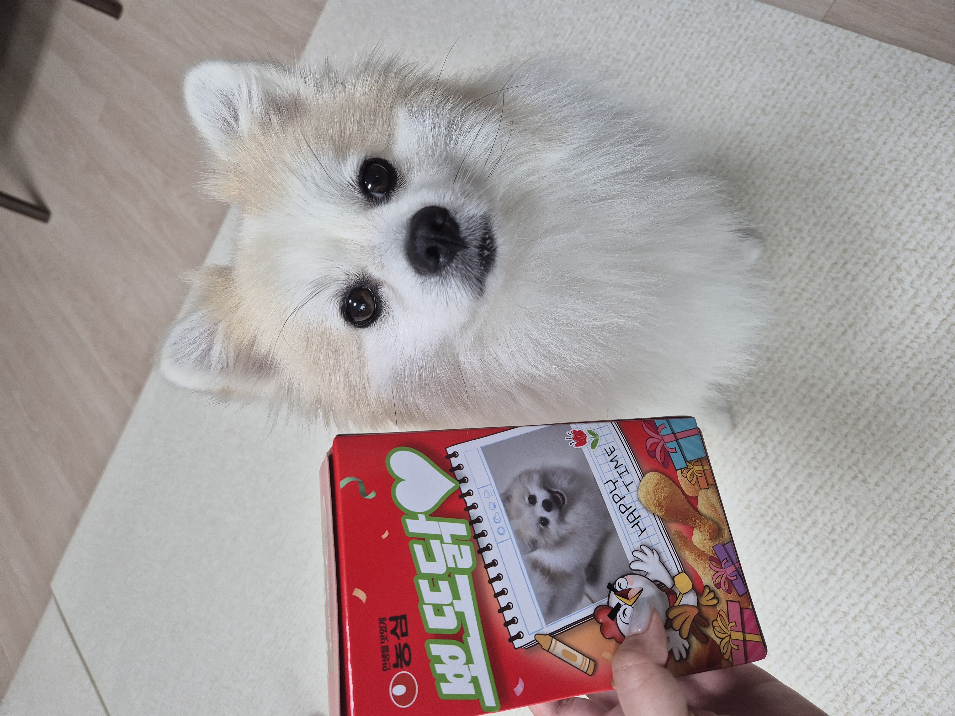 뽀또의 일상~(마일이)