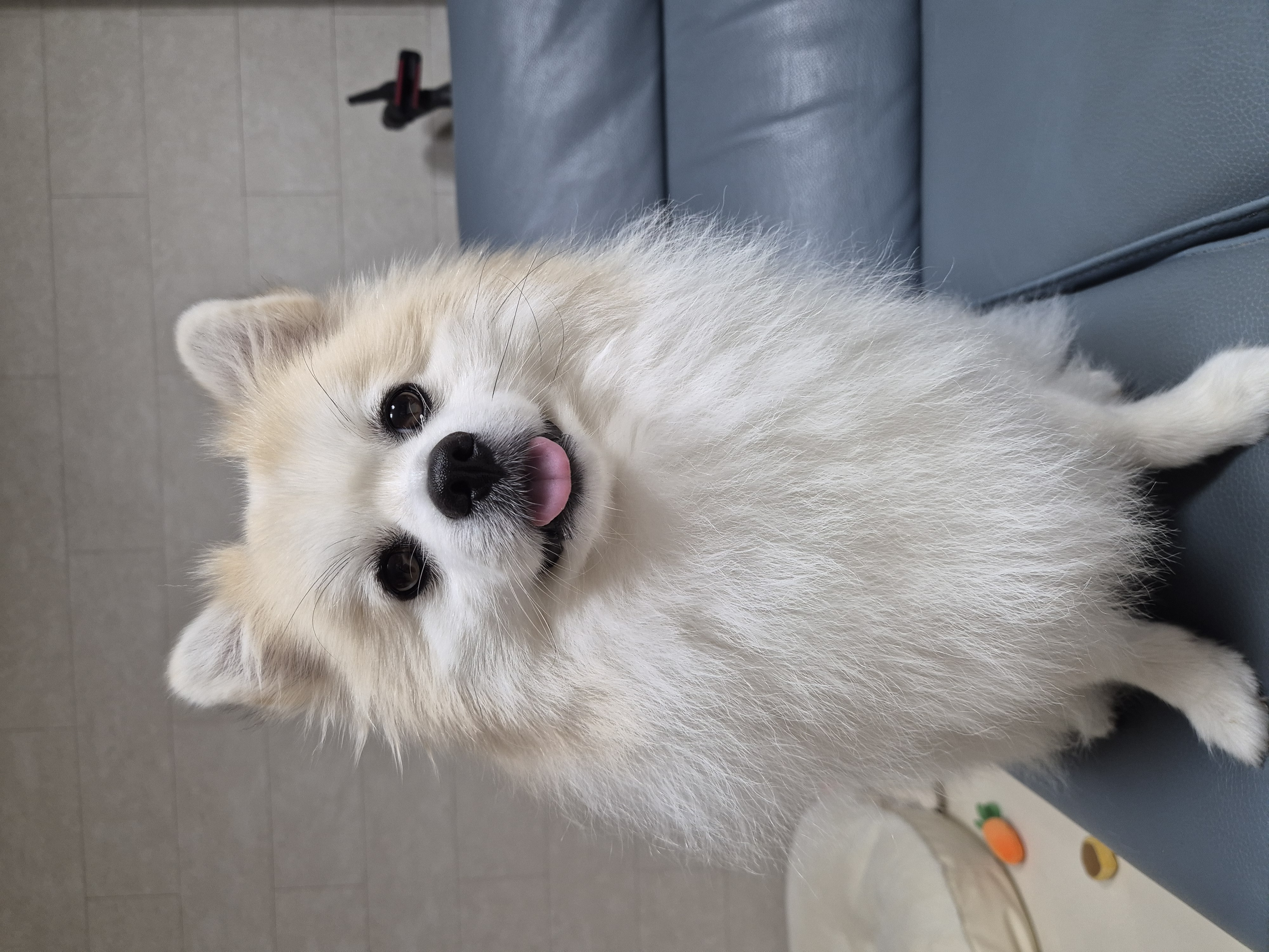 뽀또의 일상~(마일이)