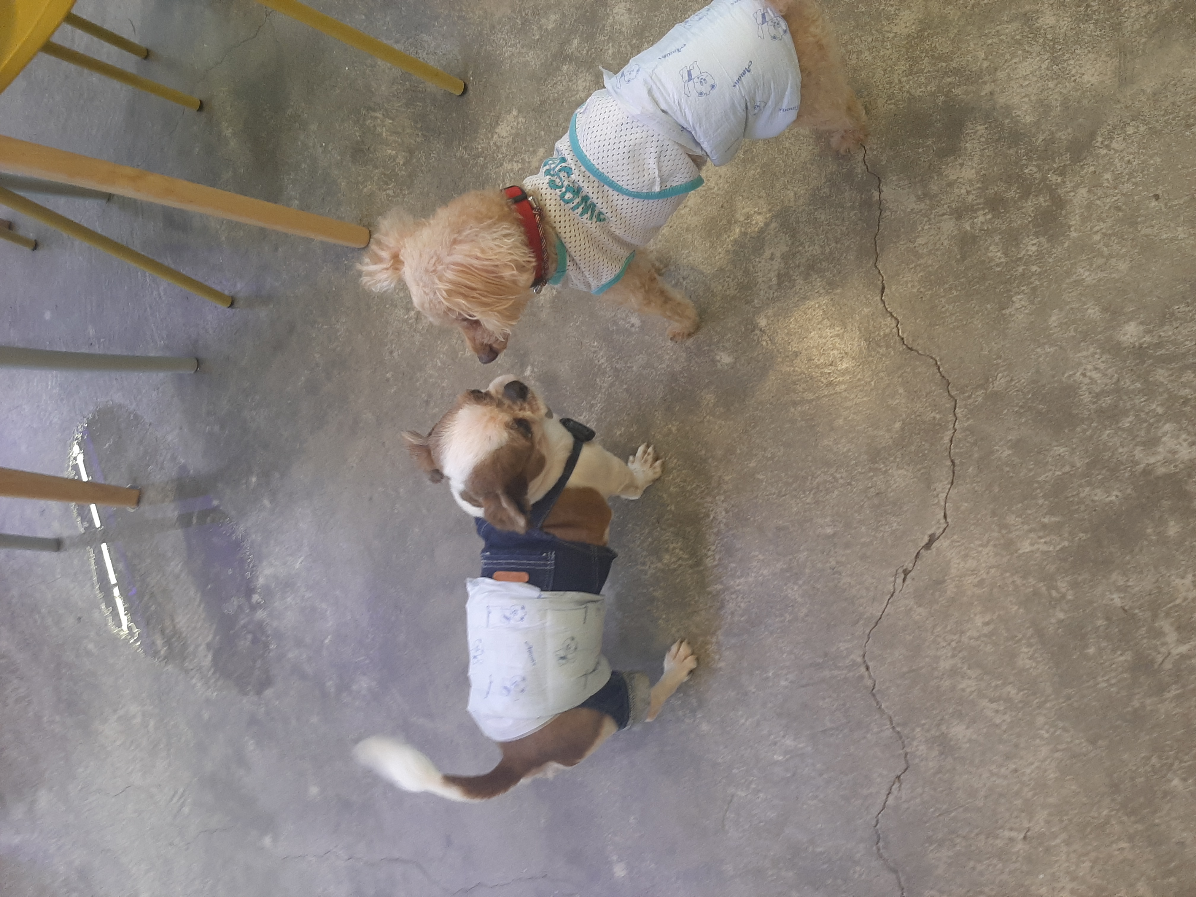 뽀야 애견카페 다녀왔어요