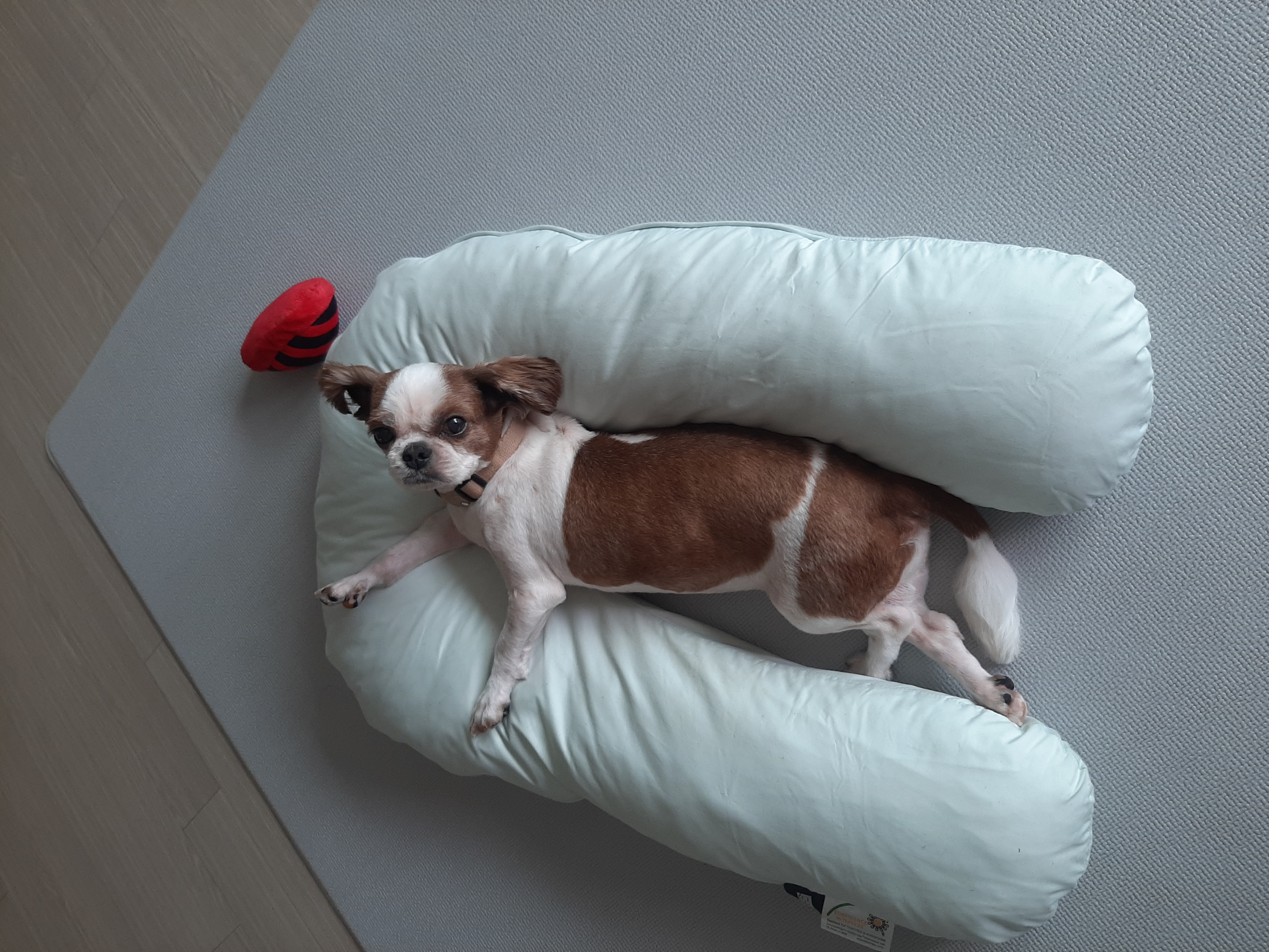 뽀야 애견카페 다녀왔어요