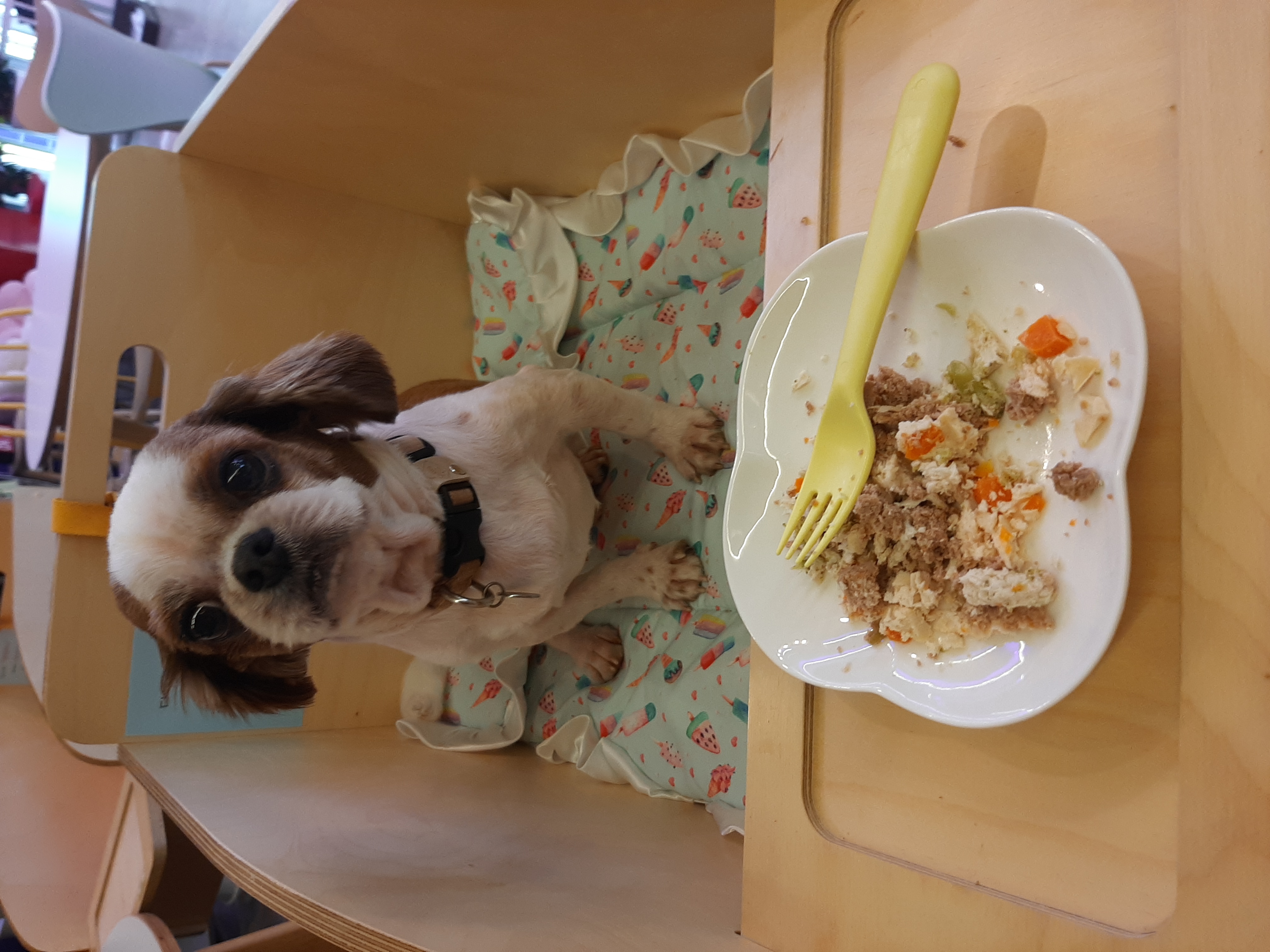 뽀야 애견카페 다녀왔어요