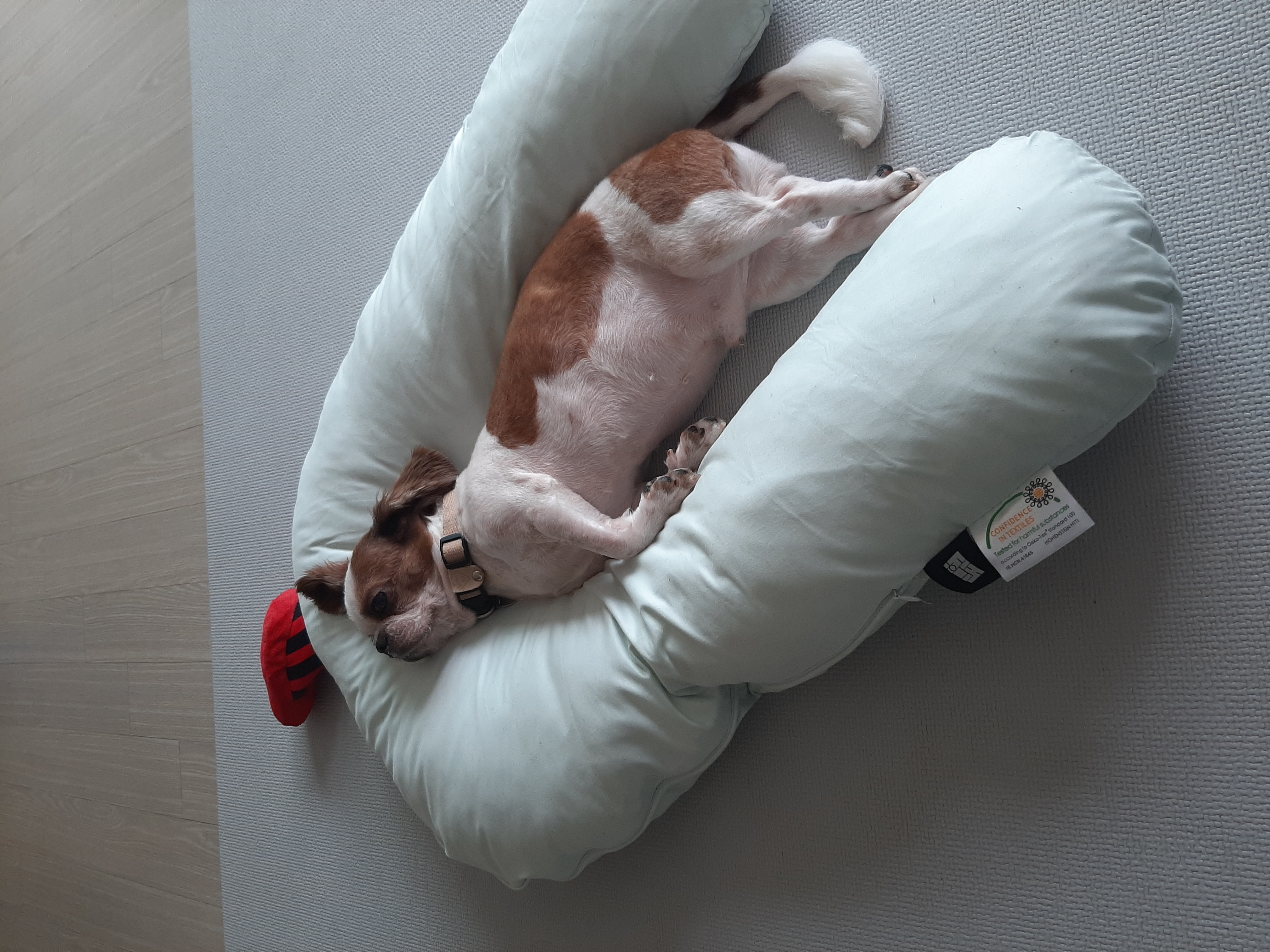 뽀야 애견카페 다녀왔어요