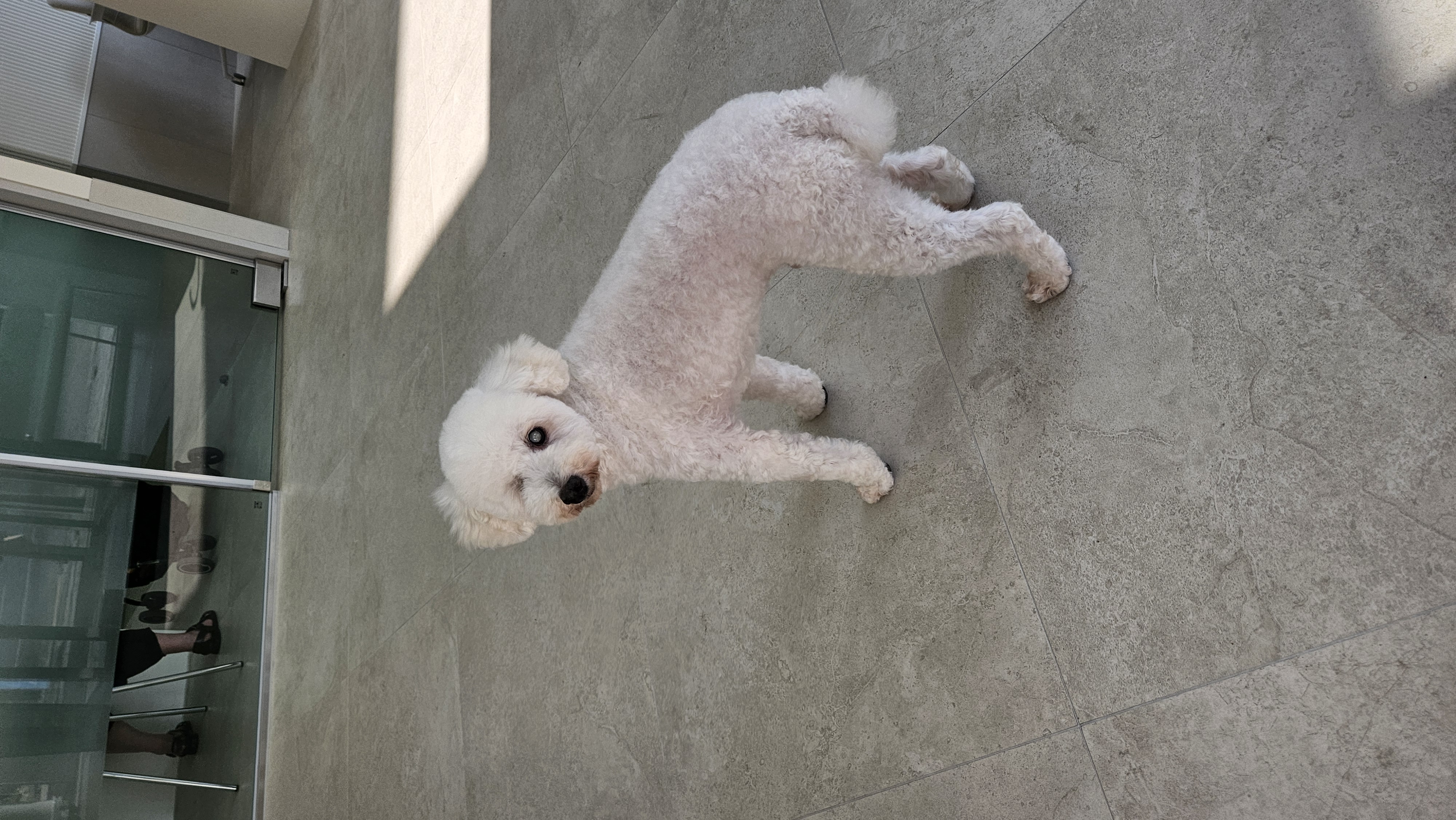 빛돌이(송이)일상 보여드릴려구요.