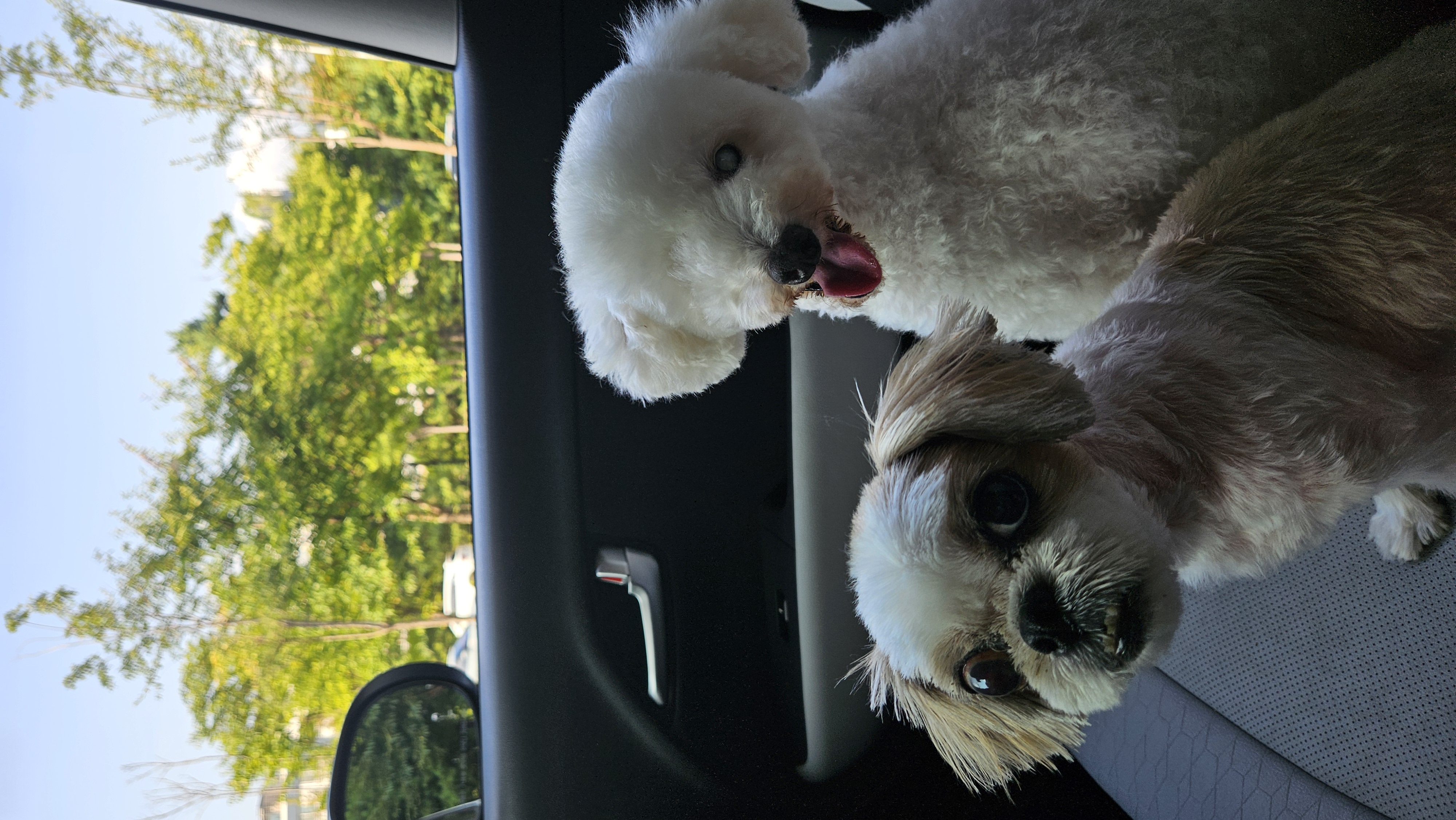 빛돌이(송이)일상 보여드릴려구요.