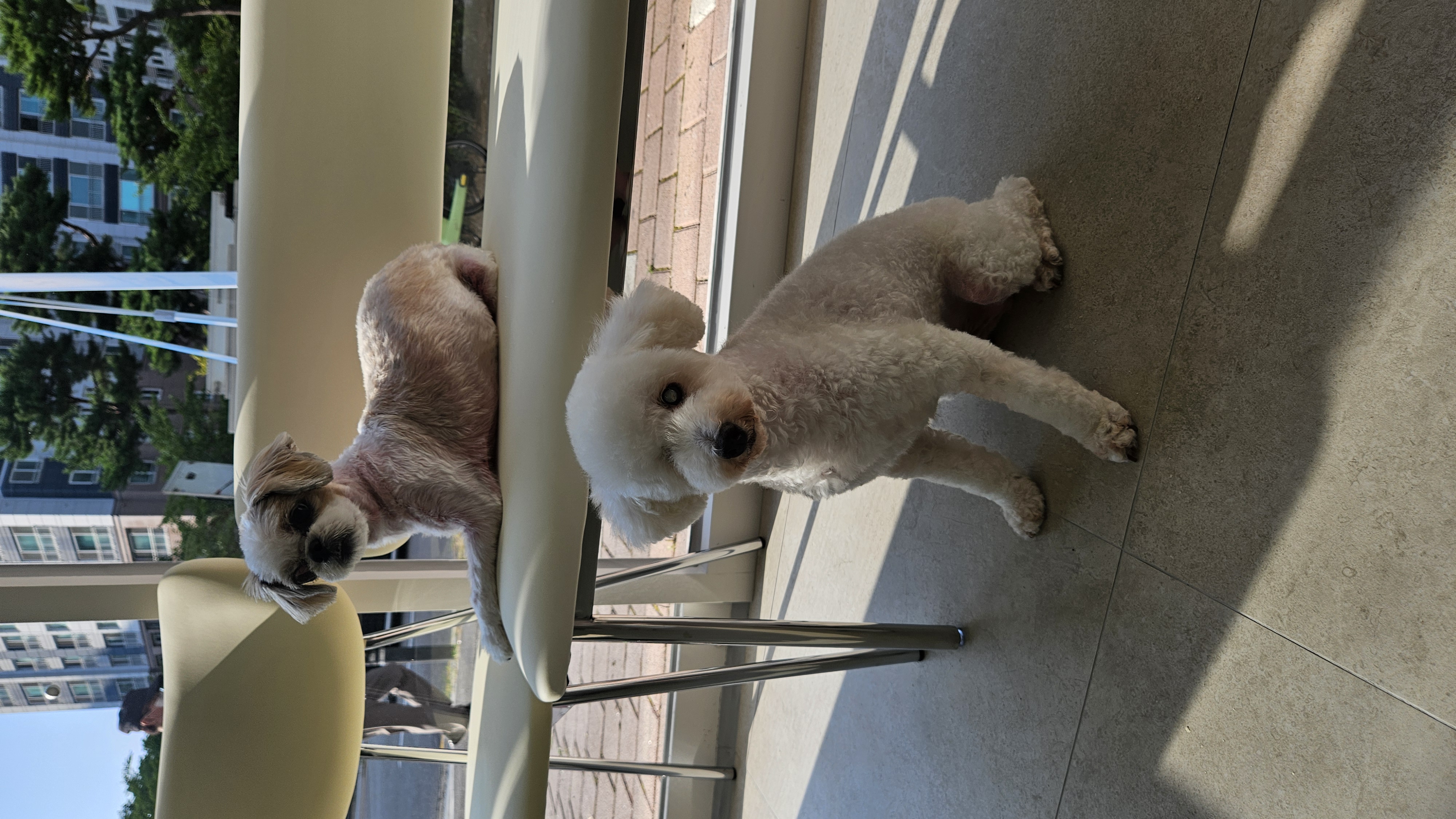 빛돌이(송이)일상 보여드릴려구요.