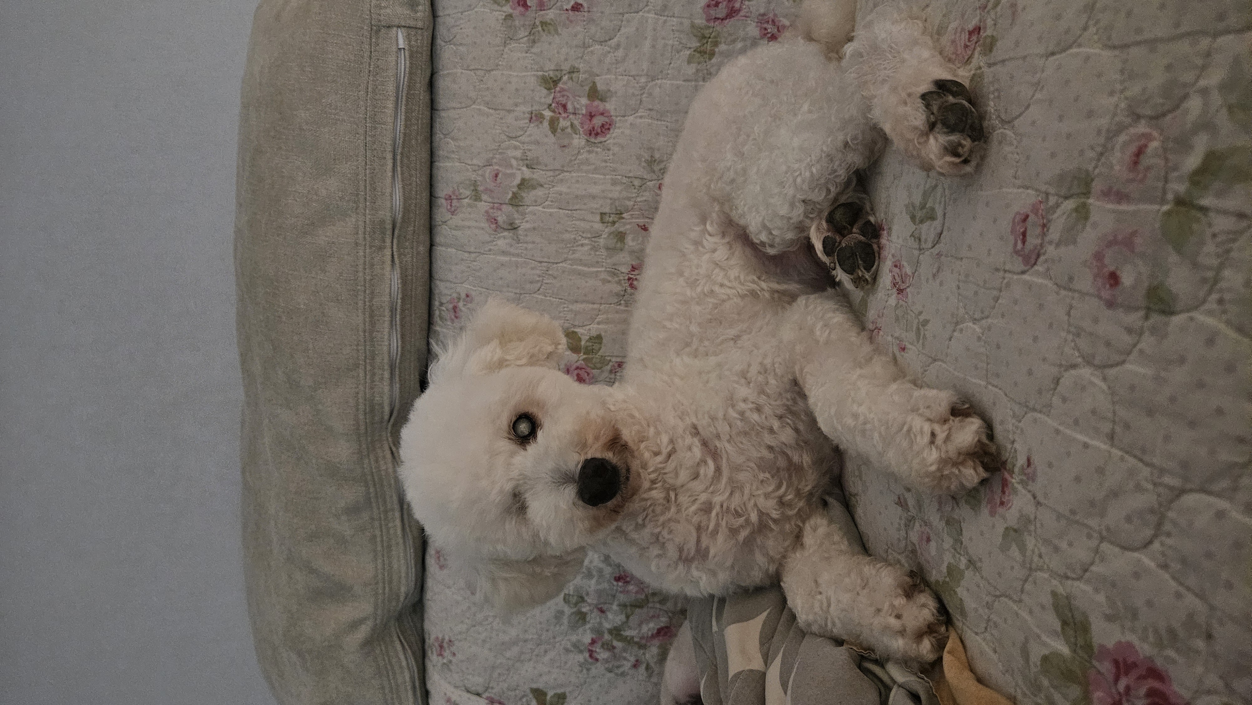 빛돌이(송이)일상 보여드릴려구요.