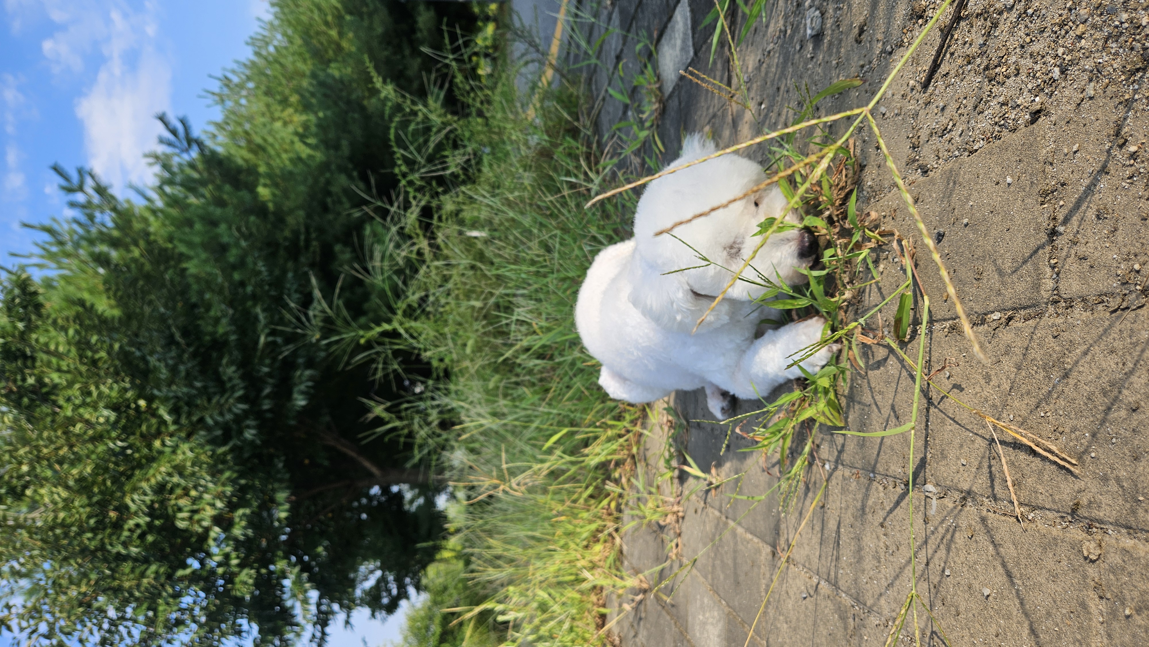빛돌이(송이)일상 보여드릴려구요.