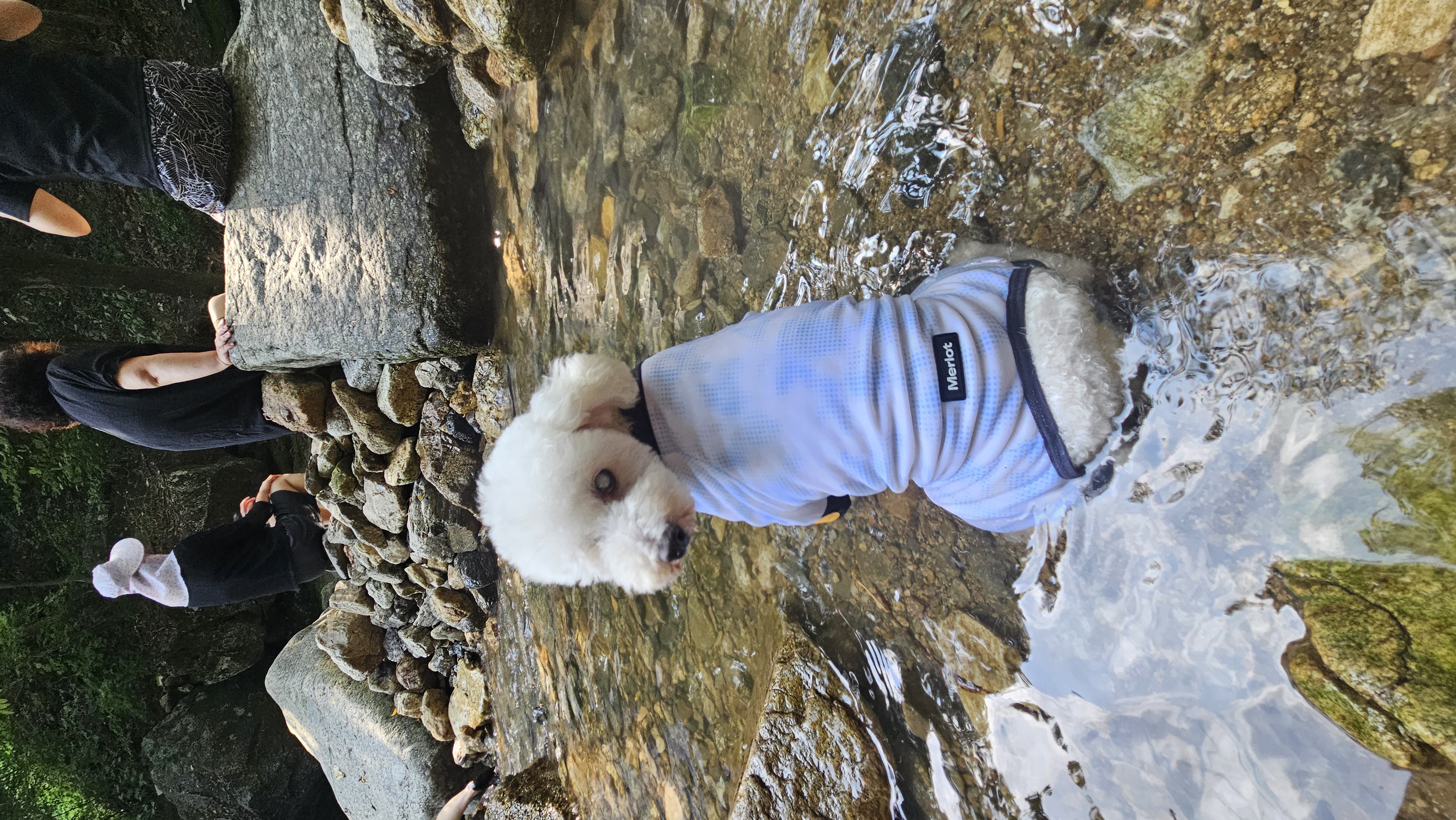 빛돌이(송이)일상 보여드릴려구요.