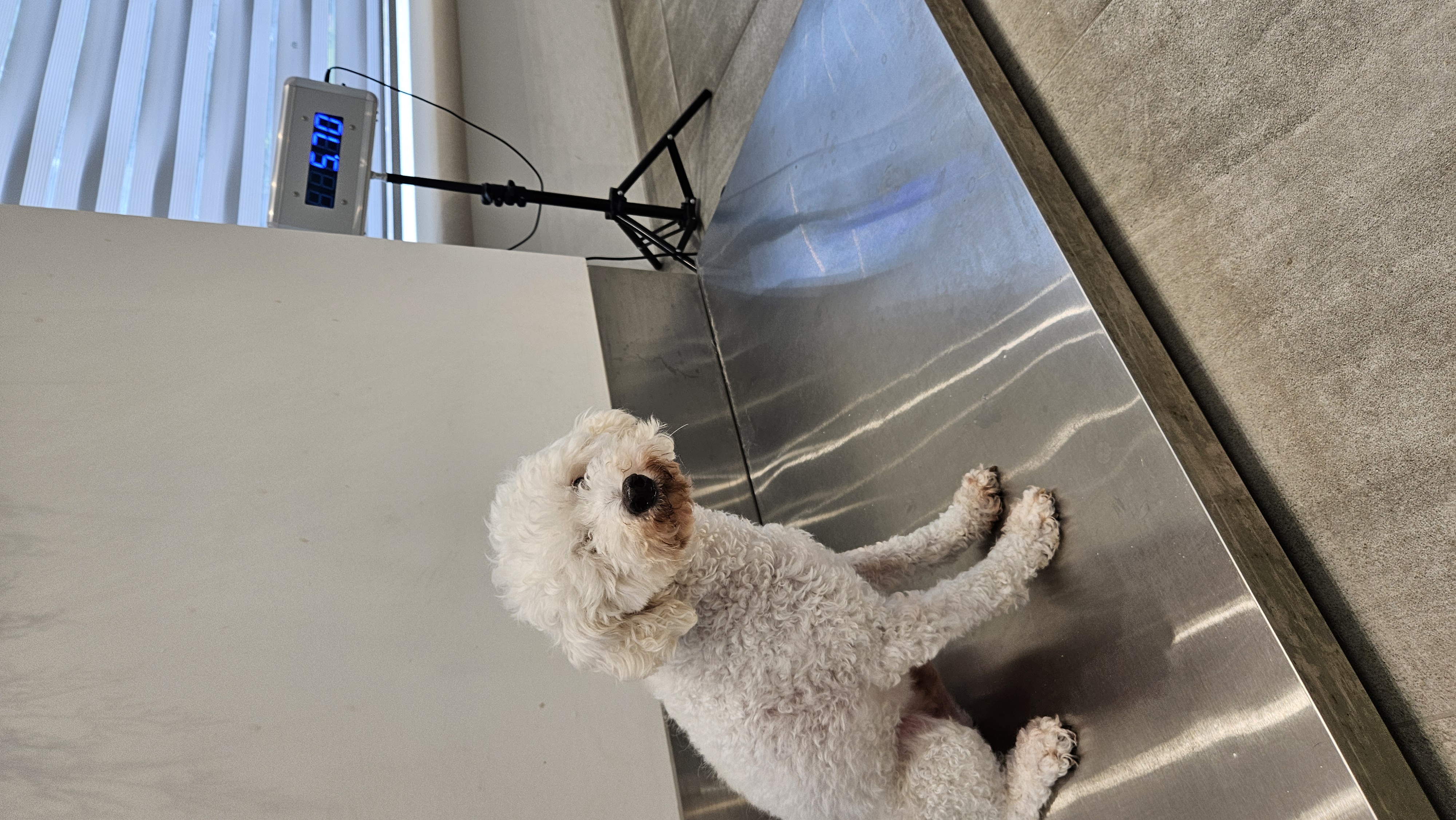 빛돌이(송이)일상 보여드릴려구요.