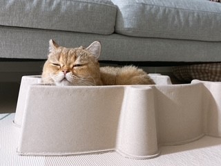 두두 (구 삼월이) 한달 후기 🧡