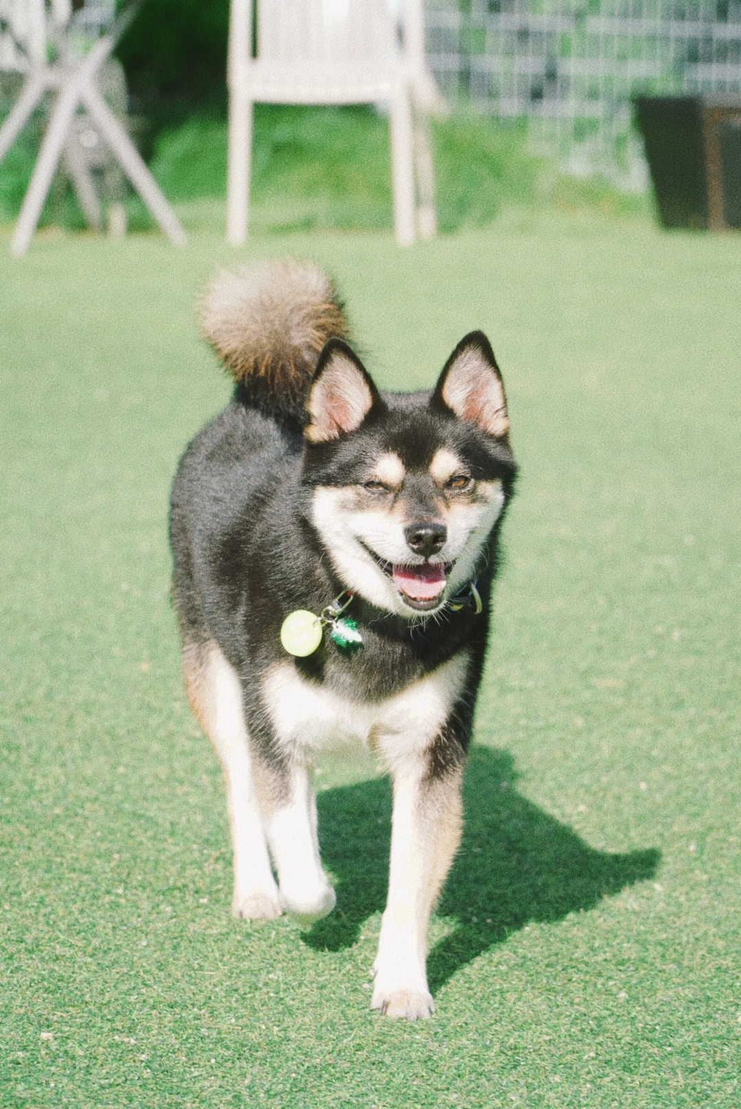 후추(우주) 입양 4년 후기