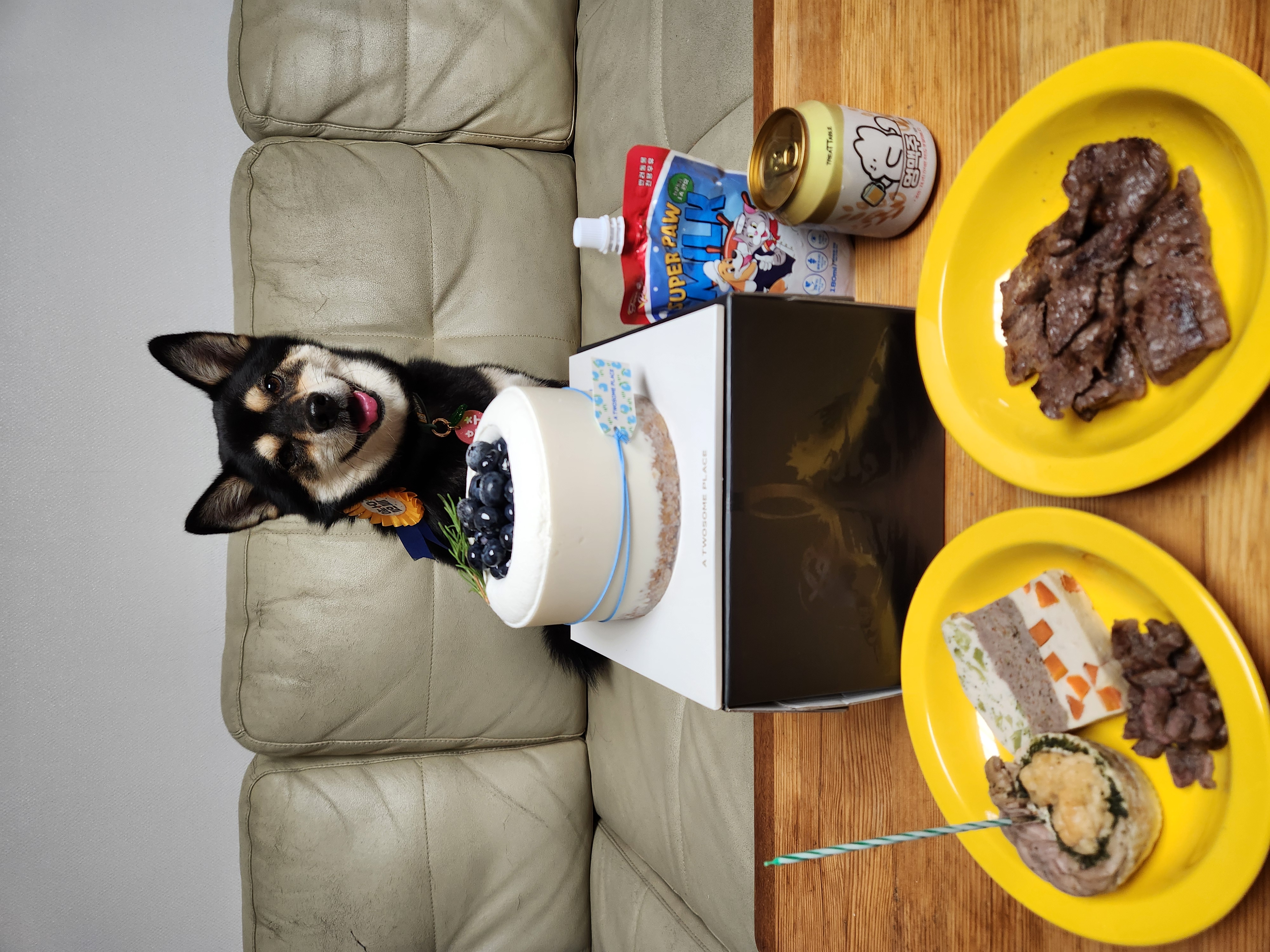 후추(우주) 입양 4년 후기