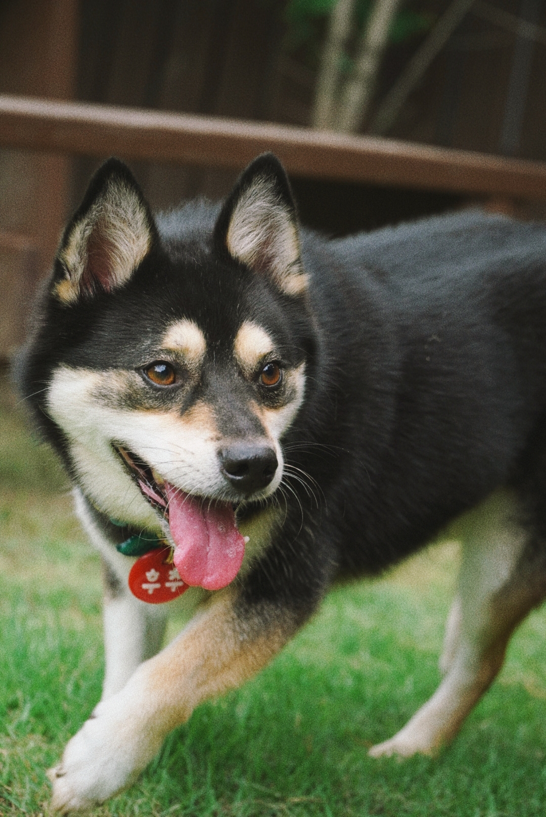 후추(우주) 입양 4년 후기