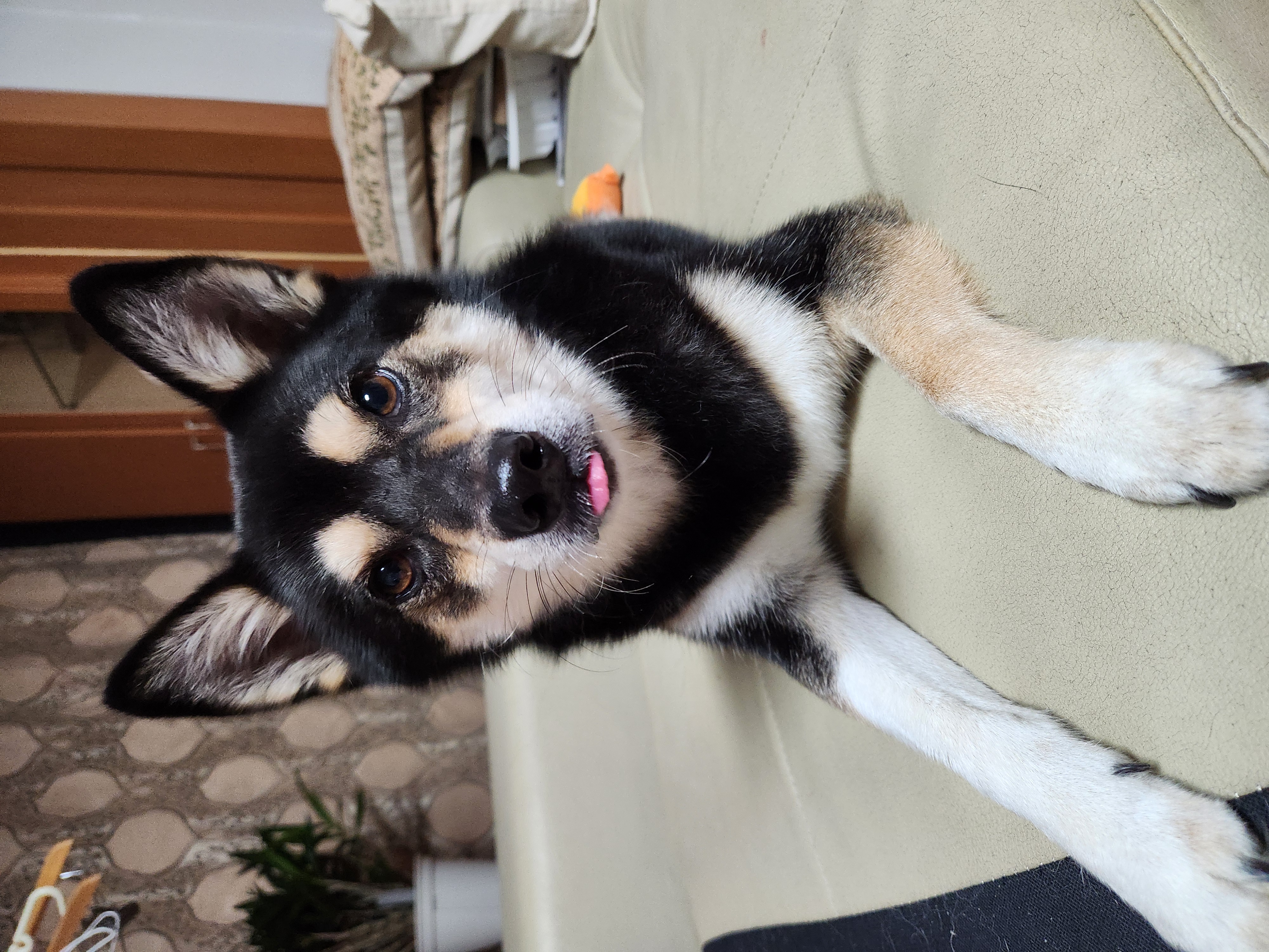 후추(우주) 입양 4년 후기