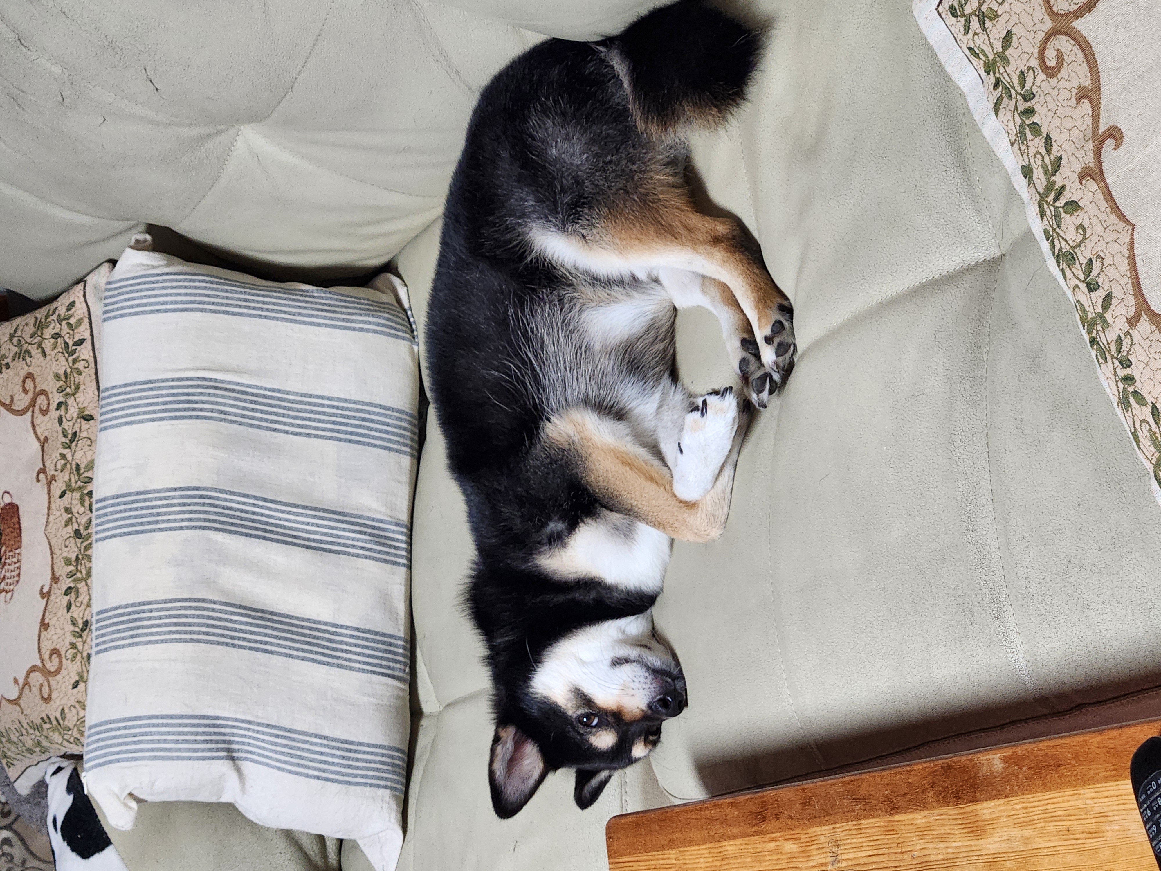 후추(우주) 입양 4년 후기