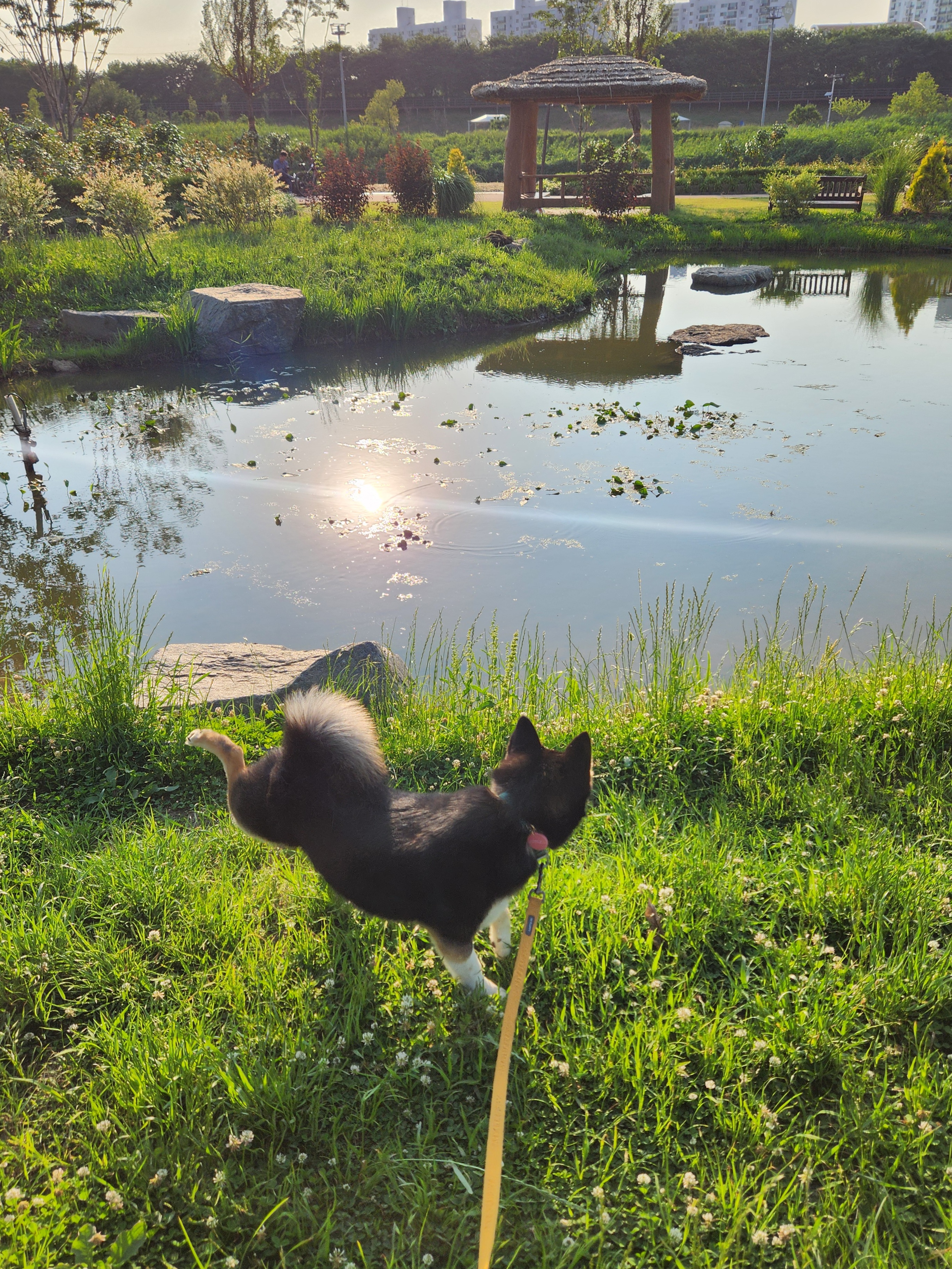 후추(우주) 입양 4년 후기