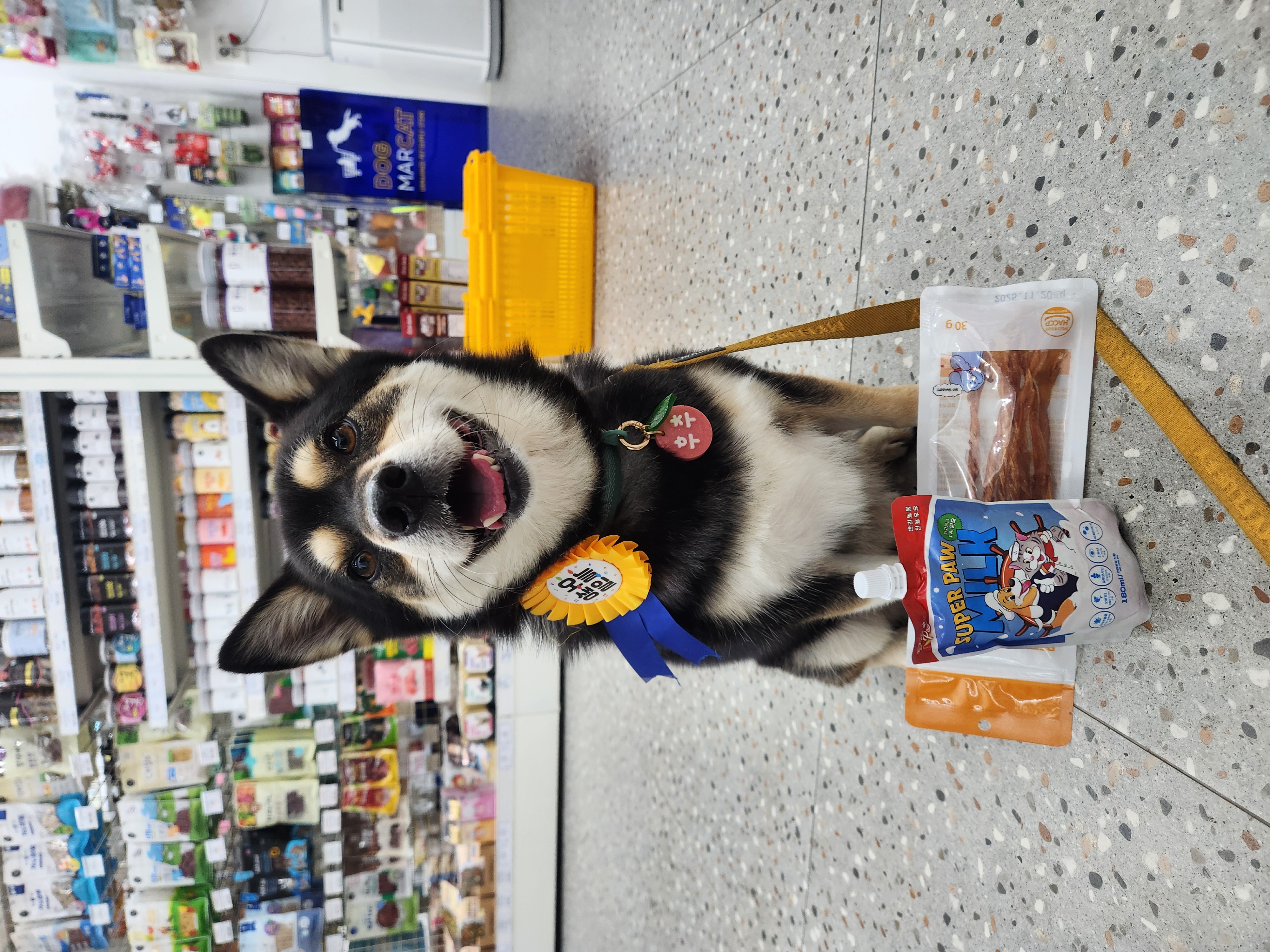 후추(우주) 입양 4년 후기