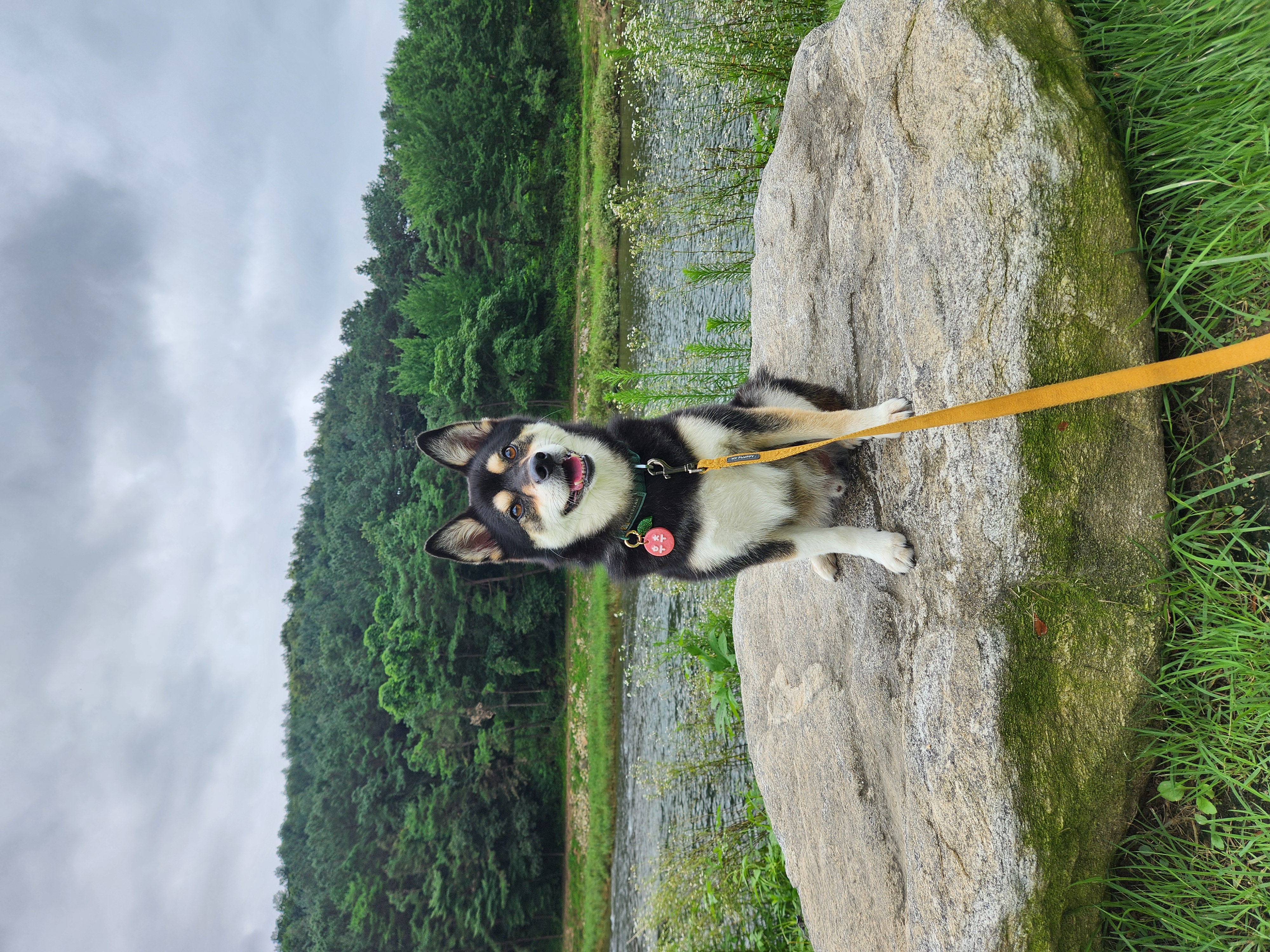 후추(우주) 입양 4년 후기