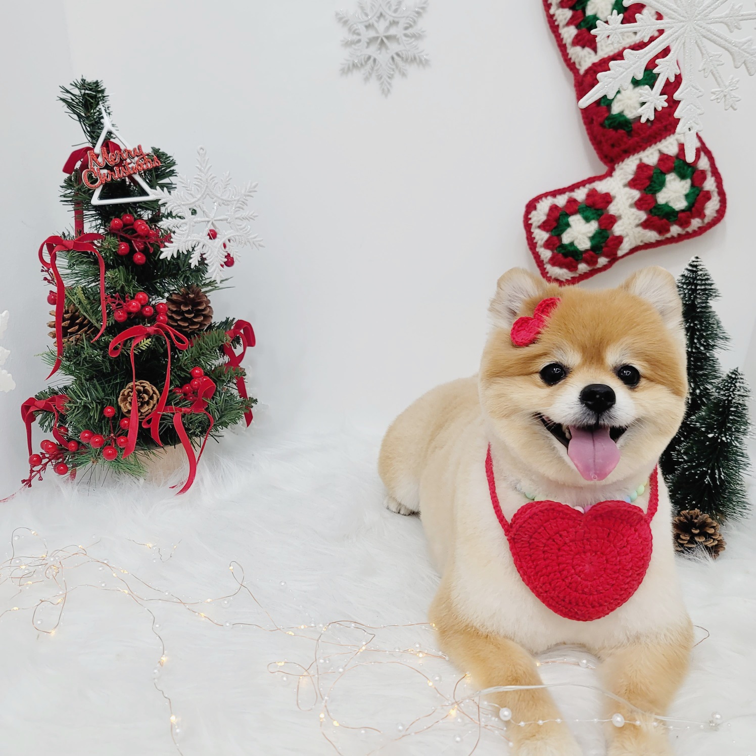 뽀심이(동식이) 입양 후 1년차 후기입니다 