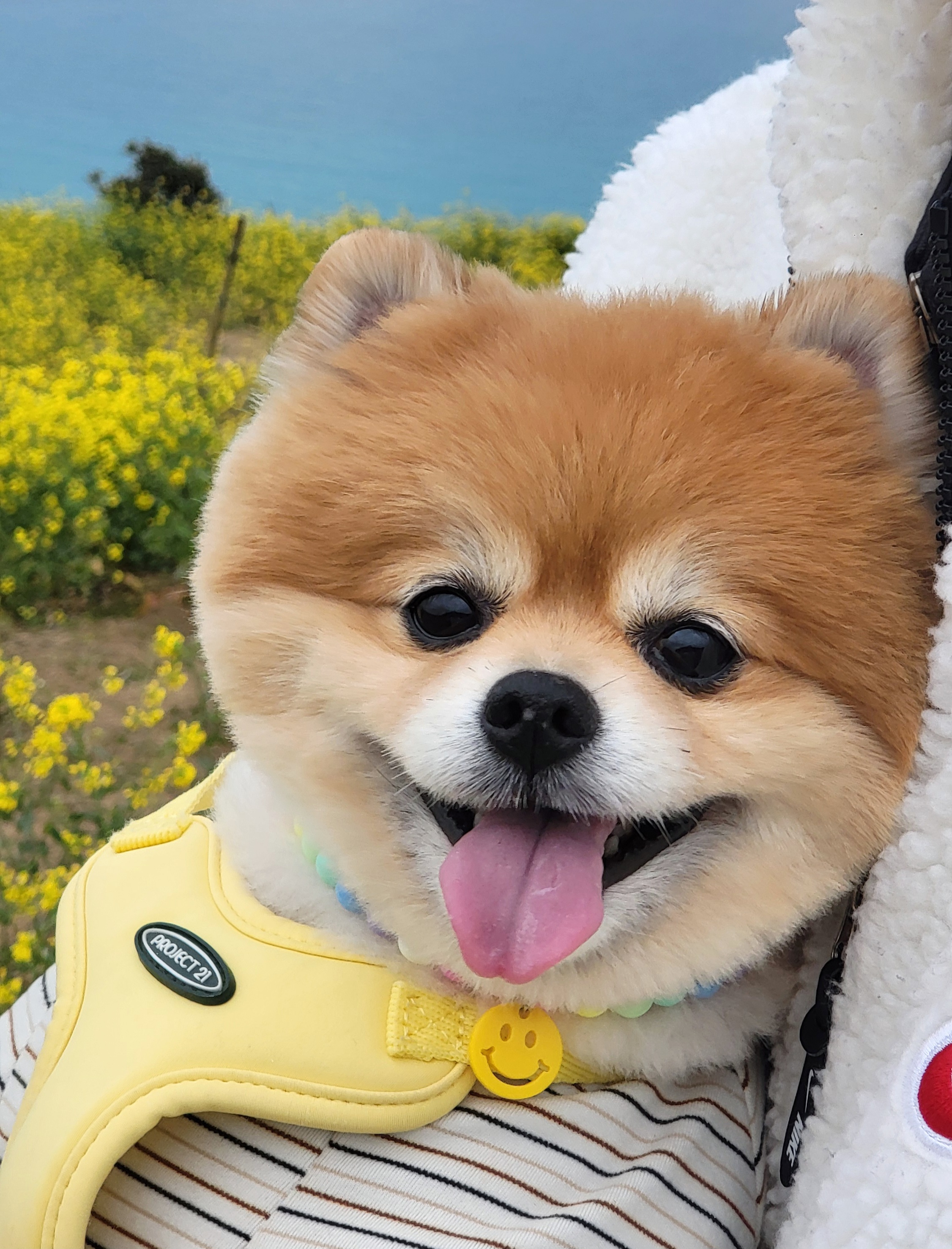 뽀심이(동식이) 입양 후 1년차 후기입니다 