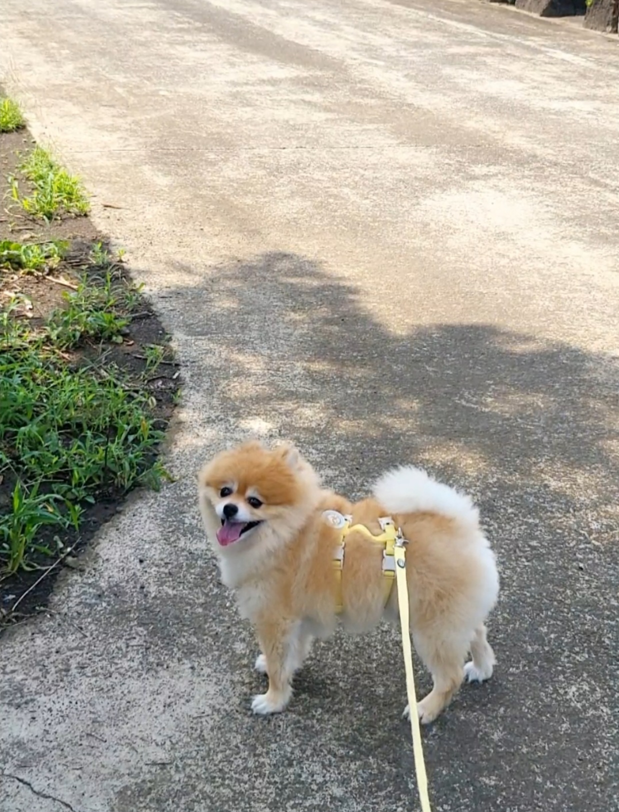 뽀심이(동식이) 입양 후 1년차 후기입니다 