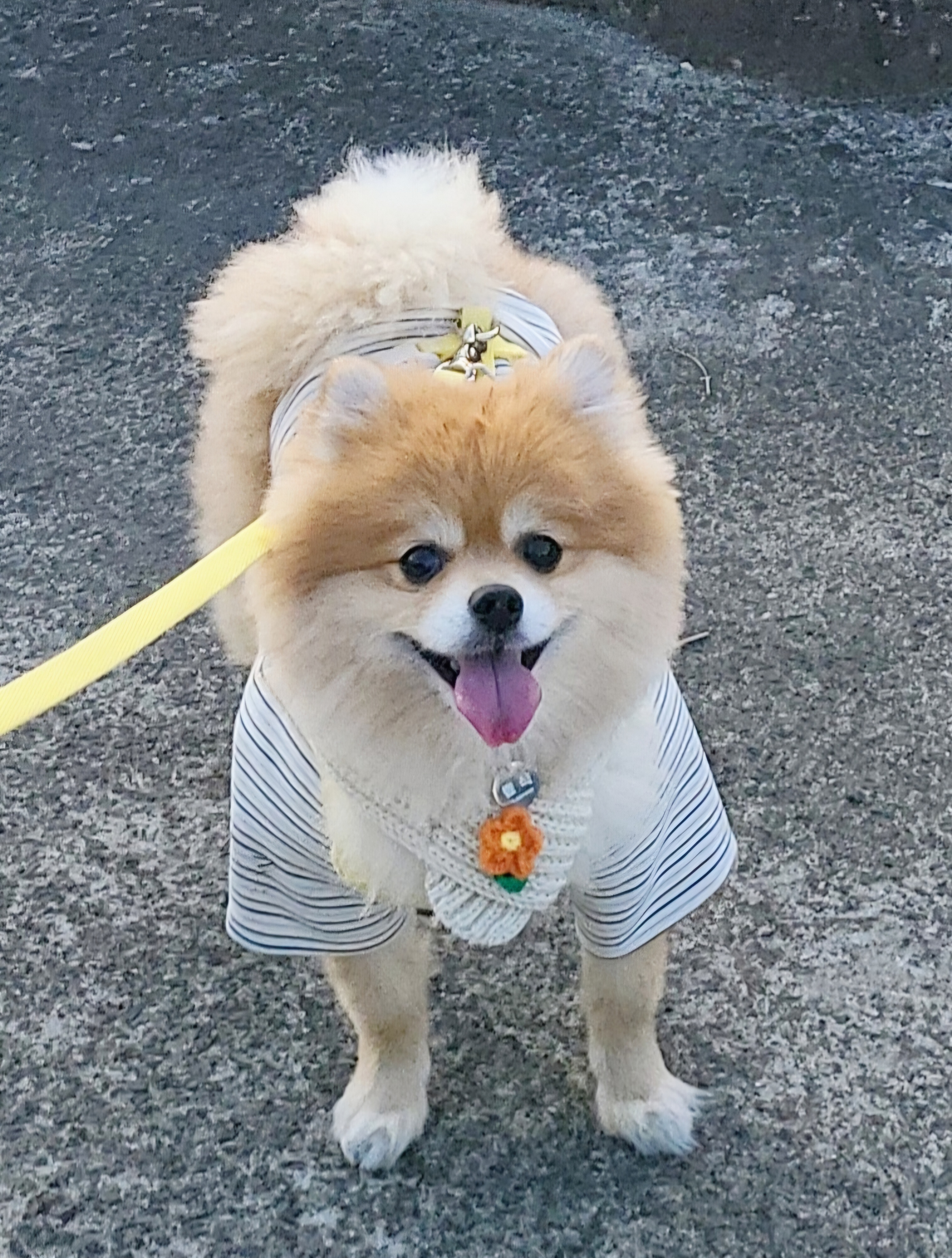 뽀심이(동식이) 입양 후 1년차 후기입니다 