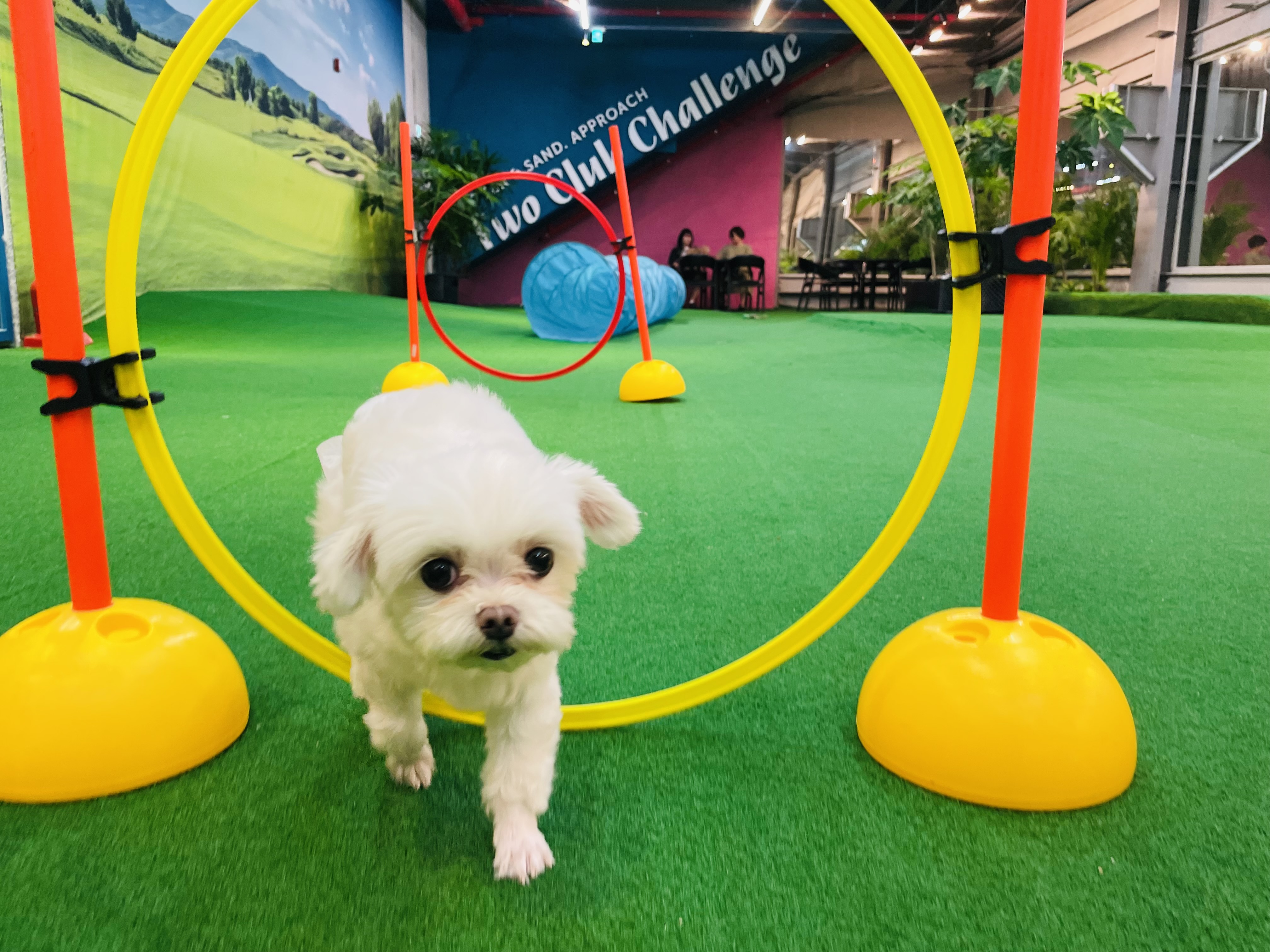 복담이(구 쁘니) 4개월차