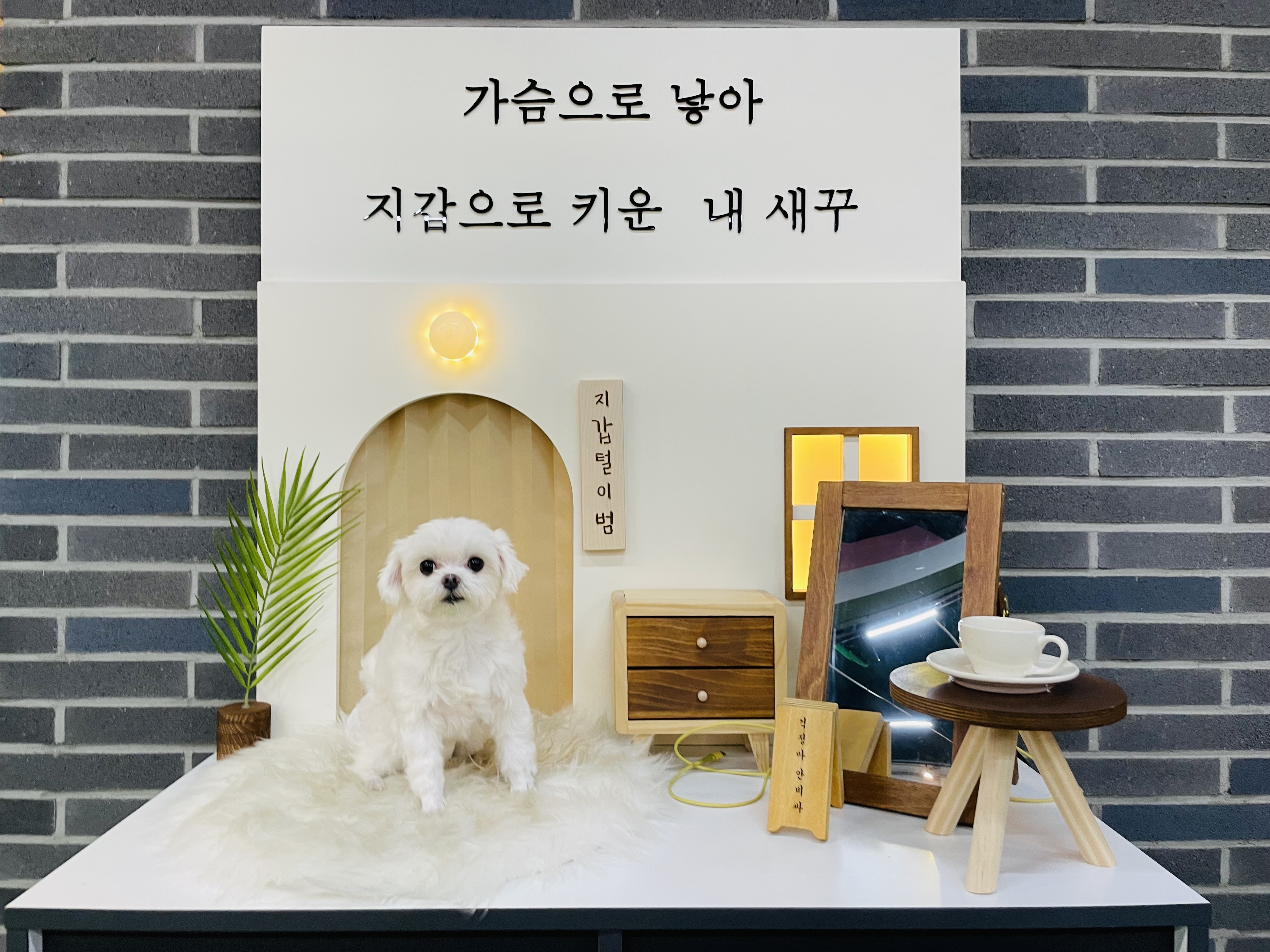 복담이(구 쁘니) 4개월차