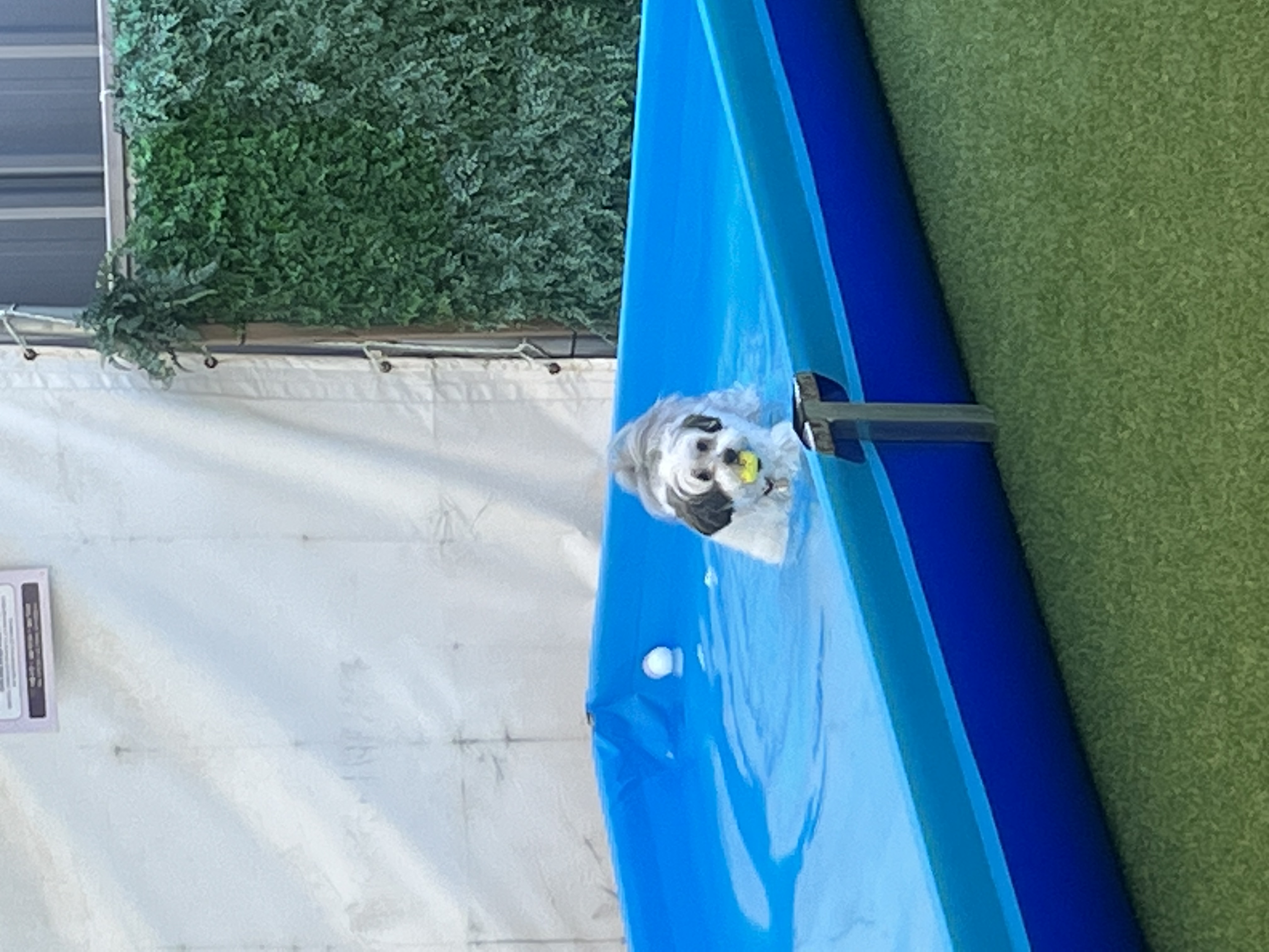 밀리(구 비뭉이) 입양 2주년 후기