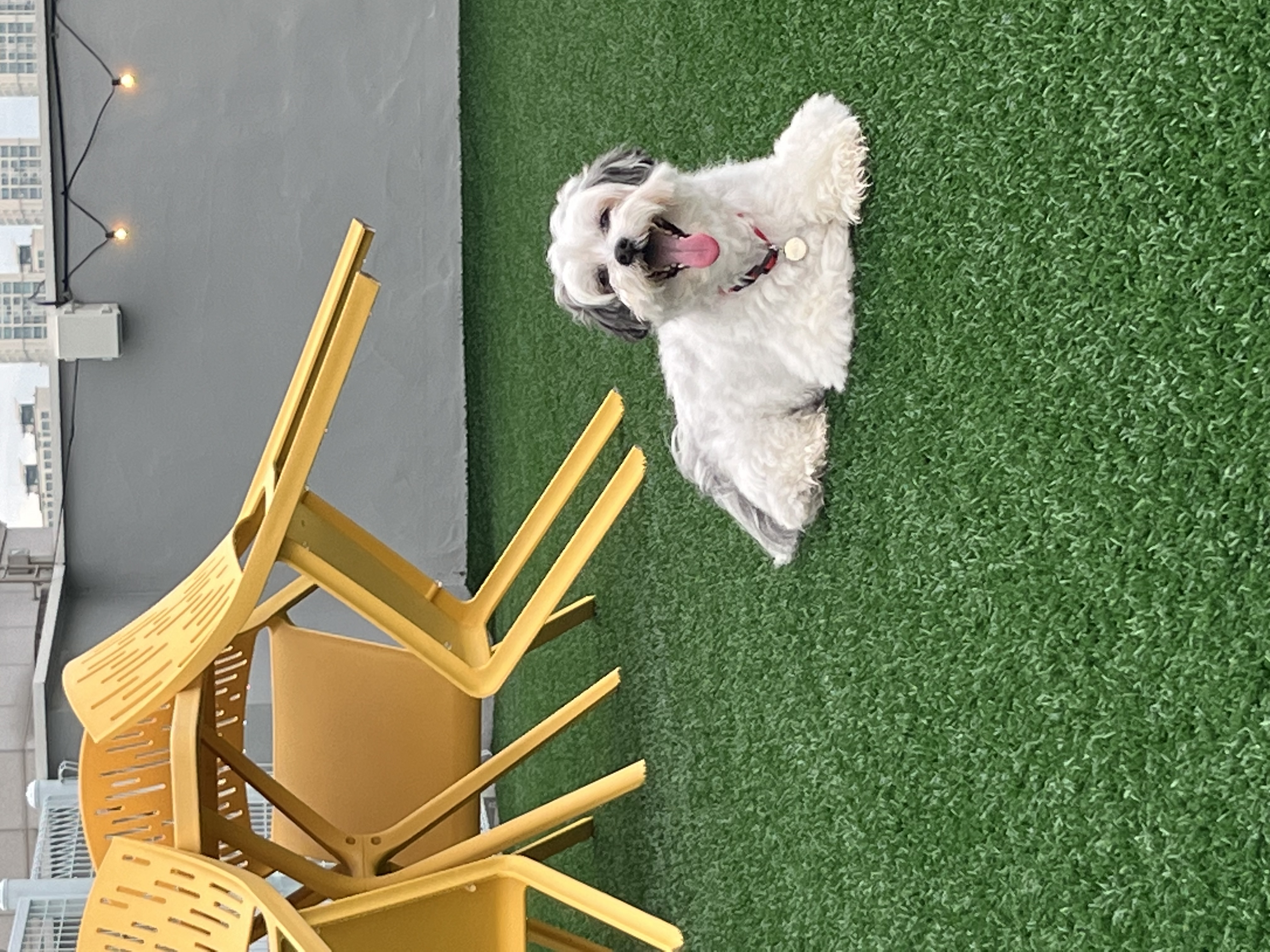 밀리(구 비뭉이) 입양 2주년 후기