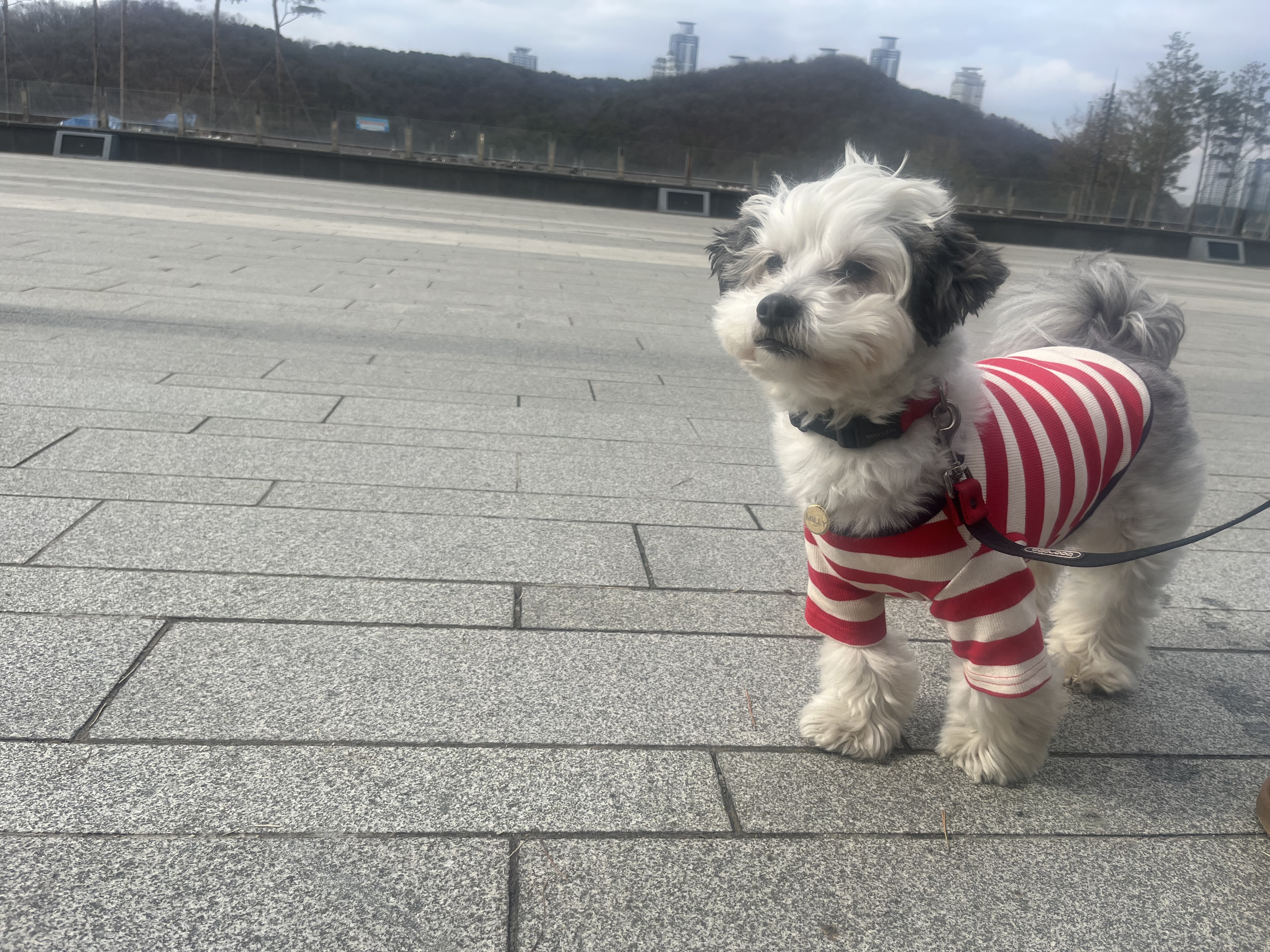 밀리(구 비뭉이) 입양 2주년 후기